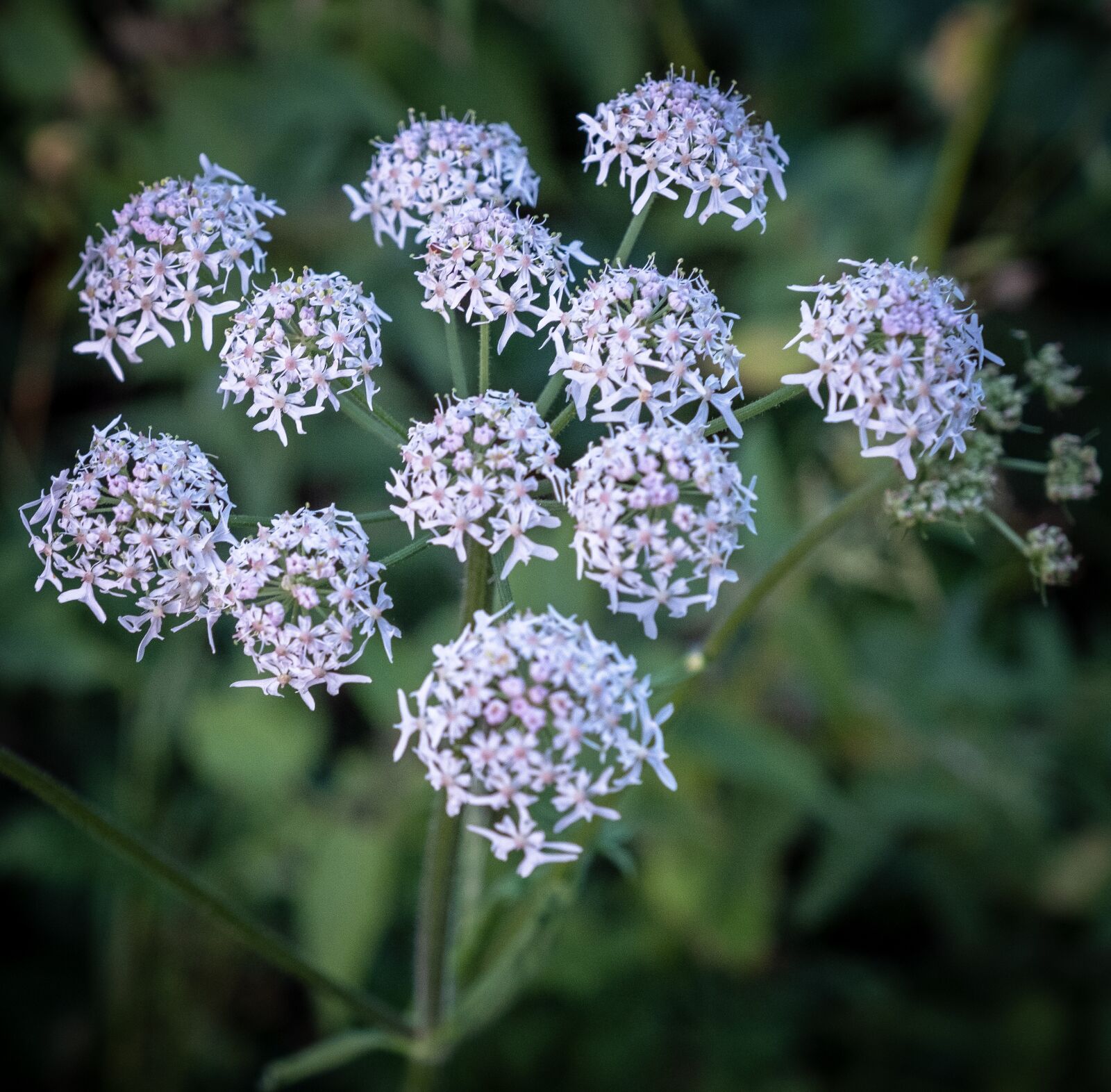 Fujifilm X-T2 sample photo. Flowers, flora, bloom photography