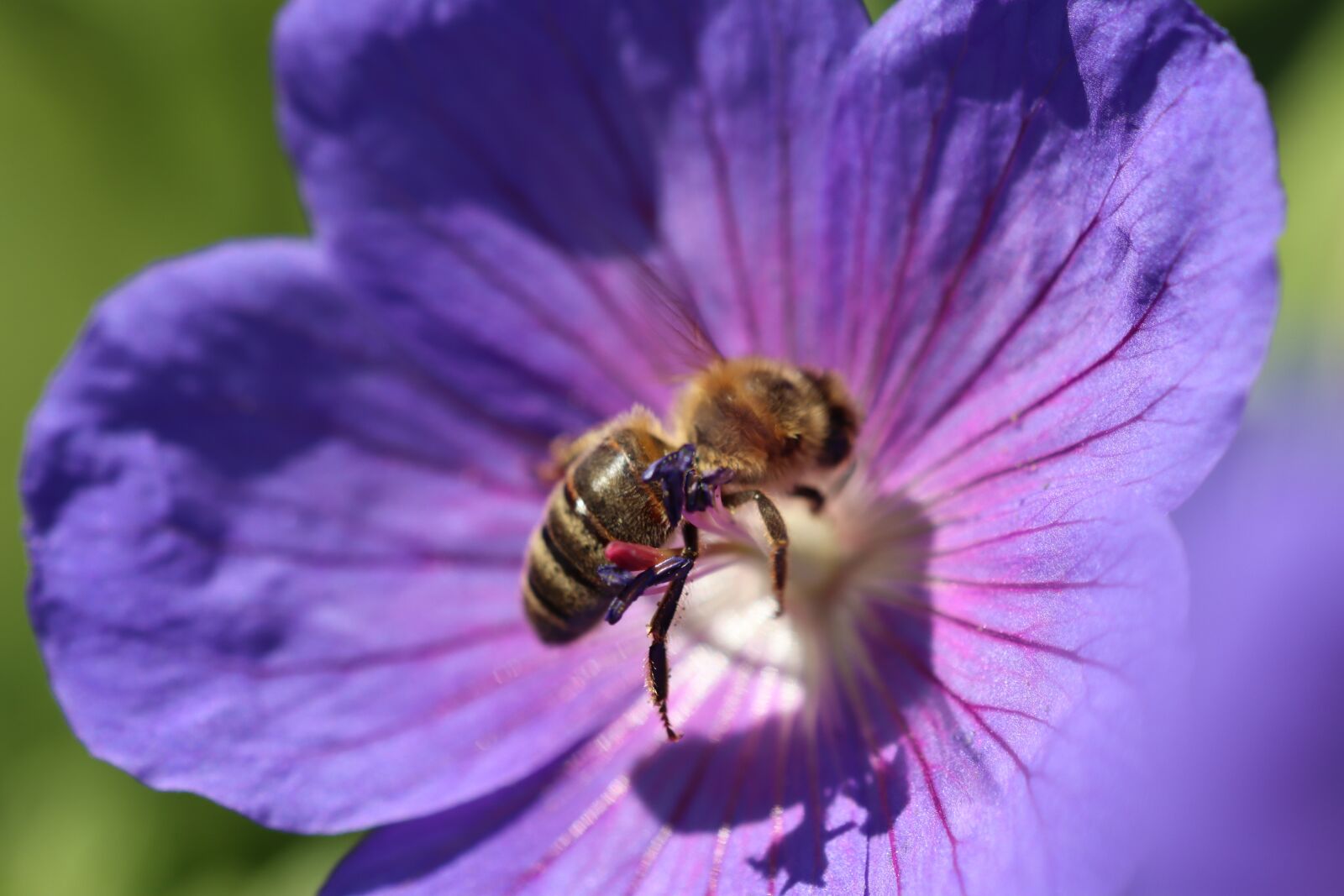 Canon EOS 90D sample photo. Blue, violet, cranesbill photography