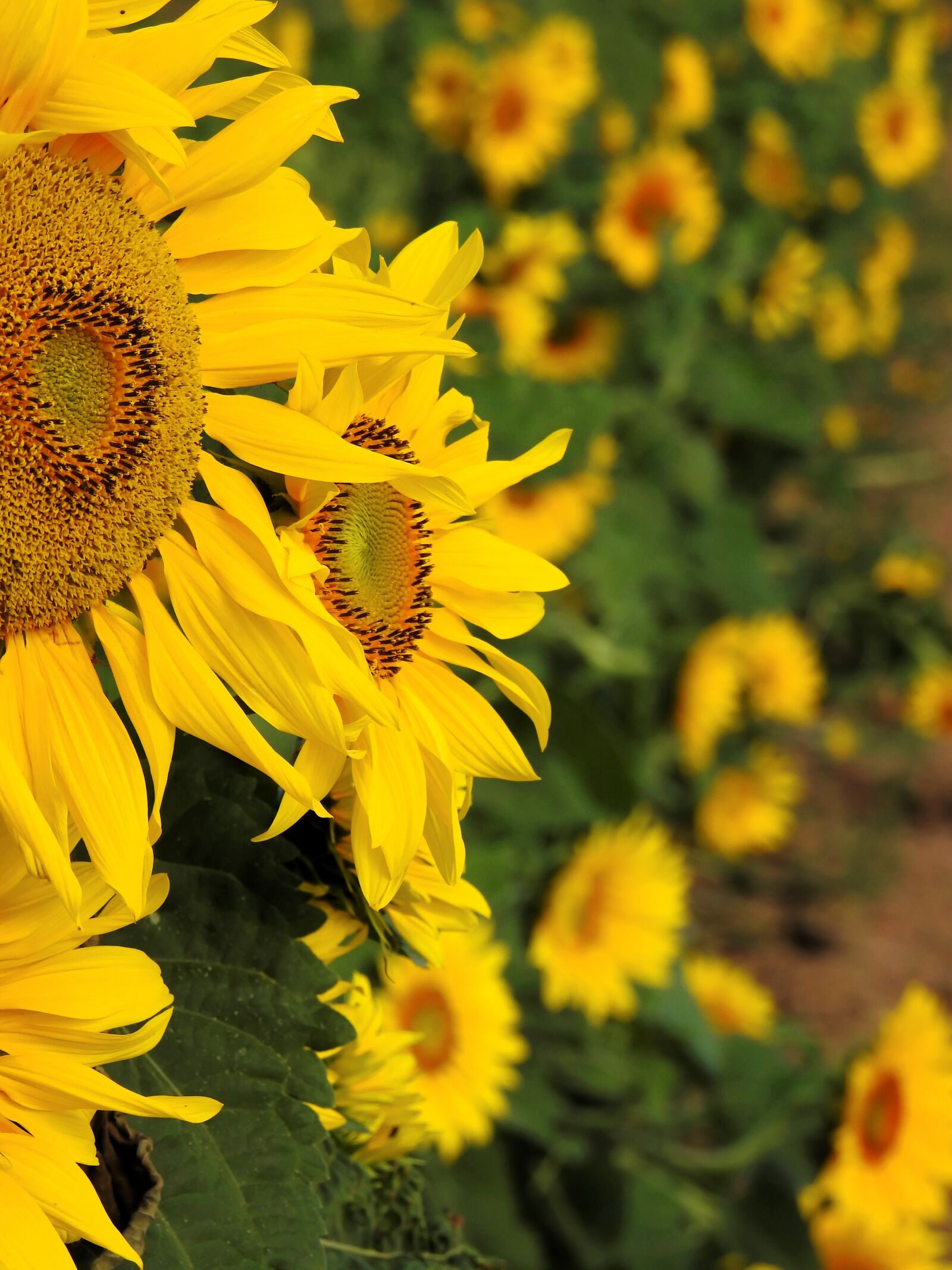 Nikon Coolpix P900 sample photo. Flower, sunflower, yellow photography