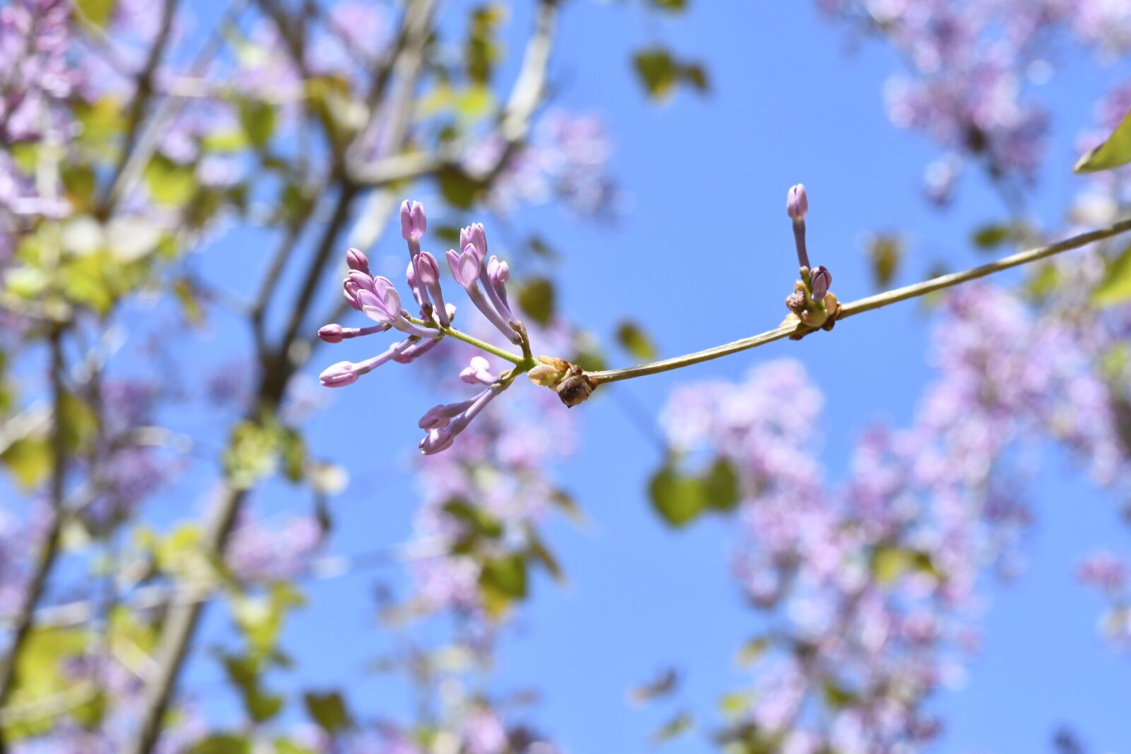 Nikon D7500 sample photo. Spring, flowers, plant photography