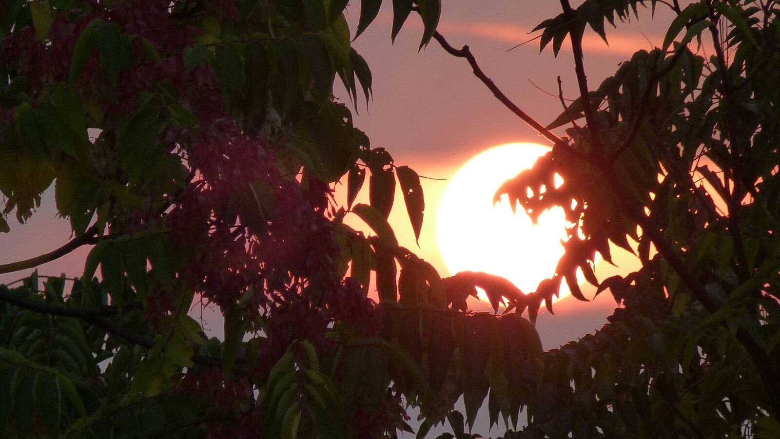 Panasonic Lumix DMC-FZ40 (Lumix DMC-FZ45) sample photo. Sunset, color, leaves photography
