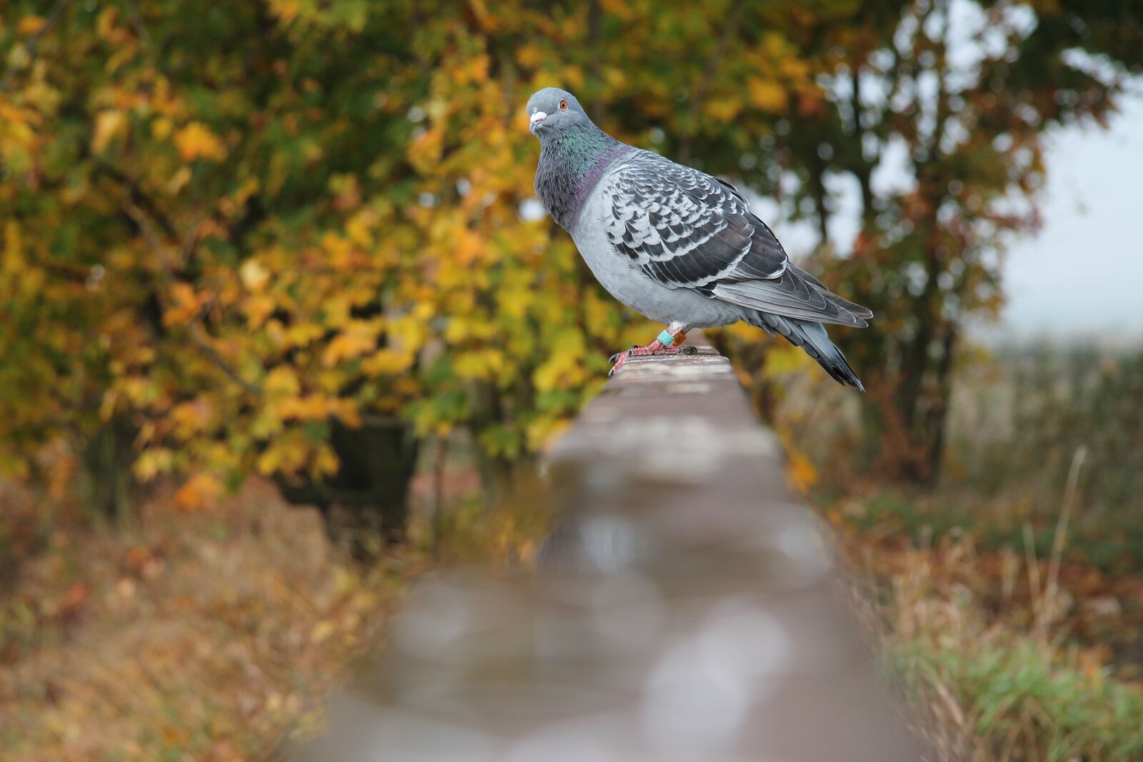 Canon EF-S 17-85mm F4-5.6 IS USM sample photo. Dove, bird, bridge photography