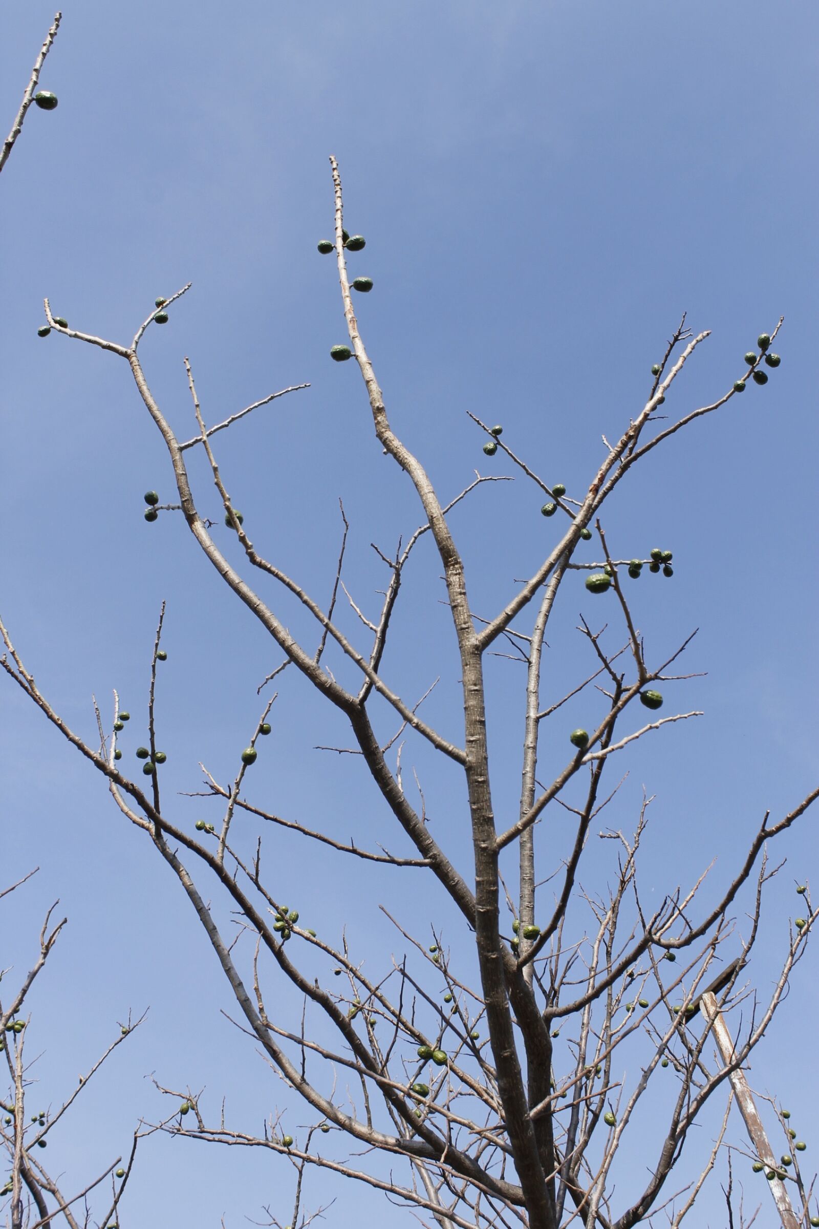 Canon EOS 1100D (EOS Rebel T3 / EOS Kiss X50) sample photo. Tree, branches, autumn photography
