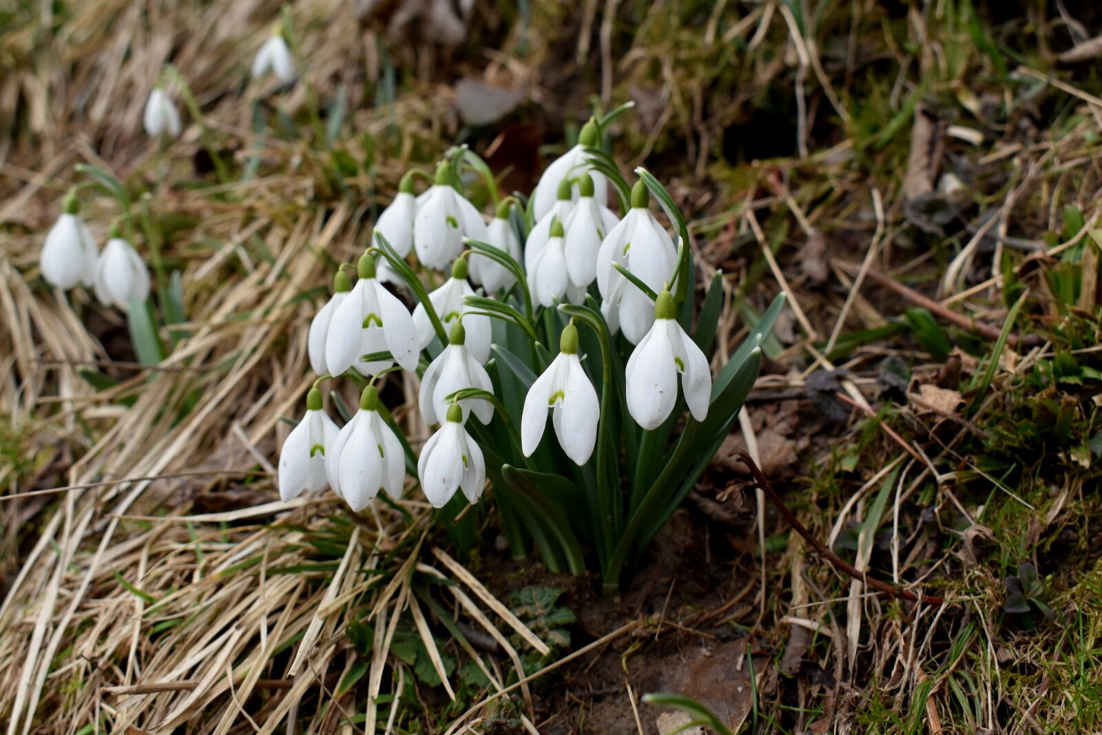 Nikon D5600 sample photo. Snowdrops, nature, flower photography