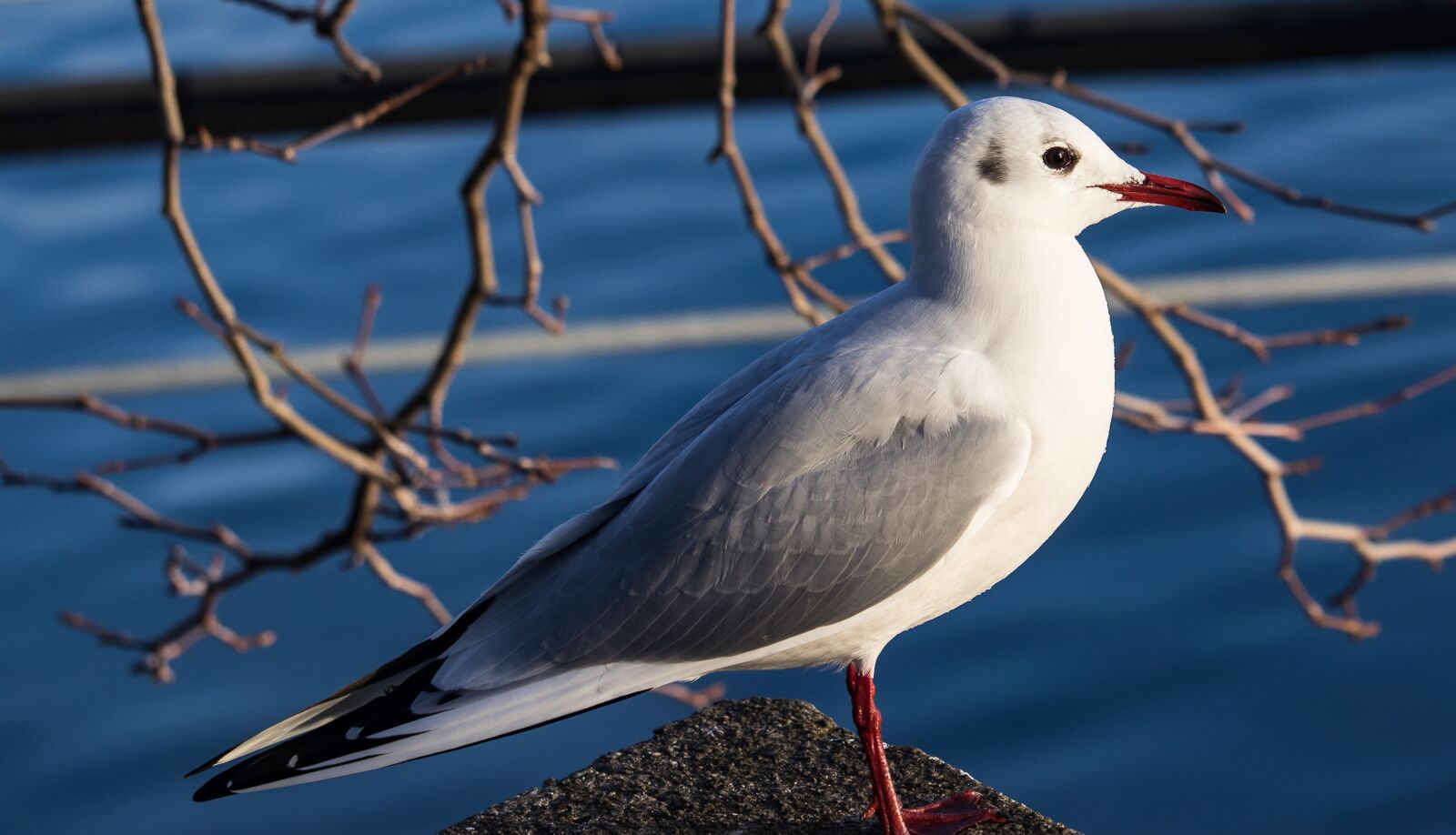 Canon EF-S 55-250mm F4-5.6 IS STM sample photo. Seagull, bird, animal photography