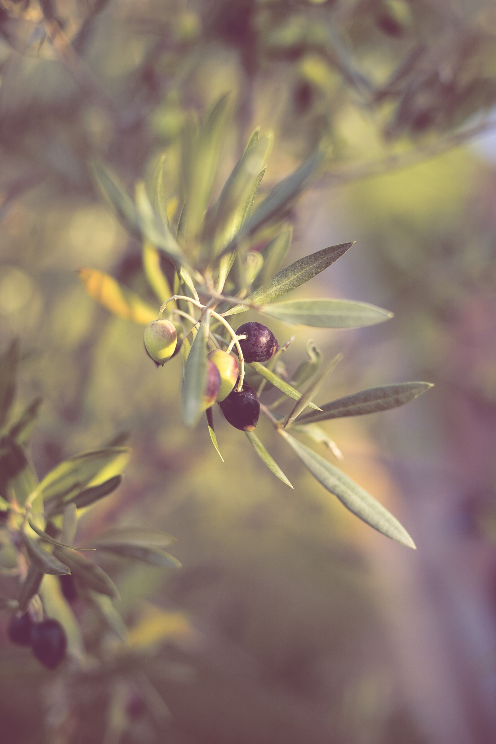 Canon EF 50mm F1.4 USM sample photo. Olives, olive tree, olive photography