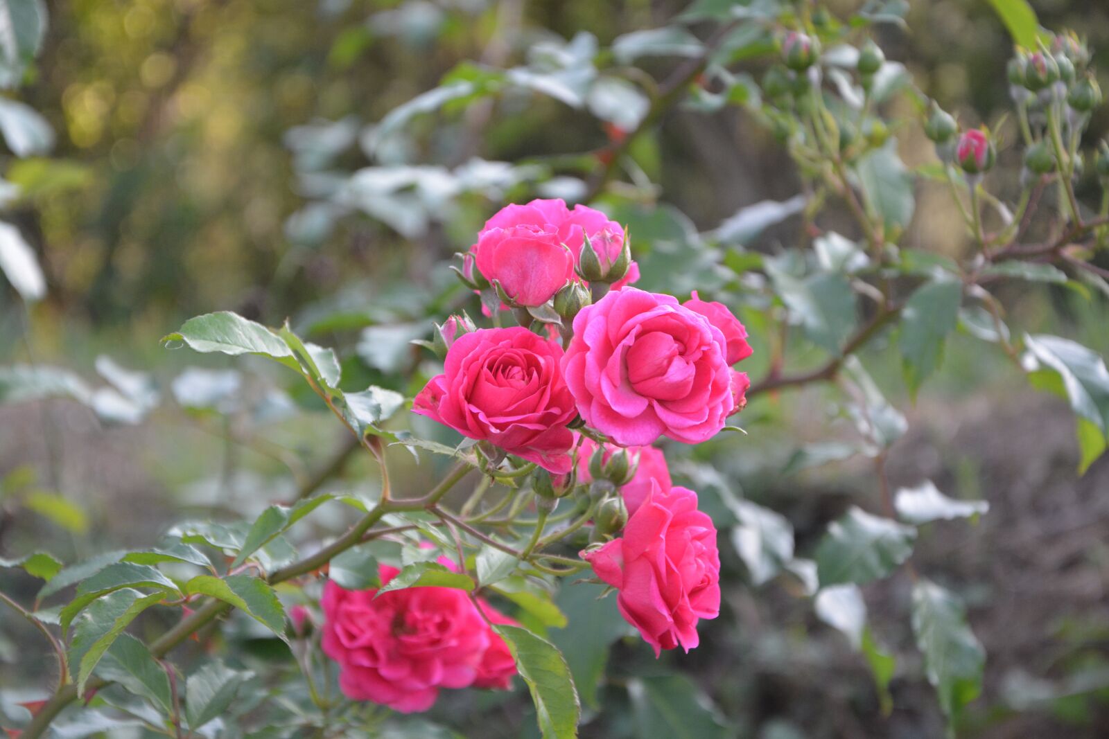 Nikon D5200 sample photo. Roses, rosebush, plants photography