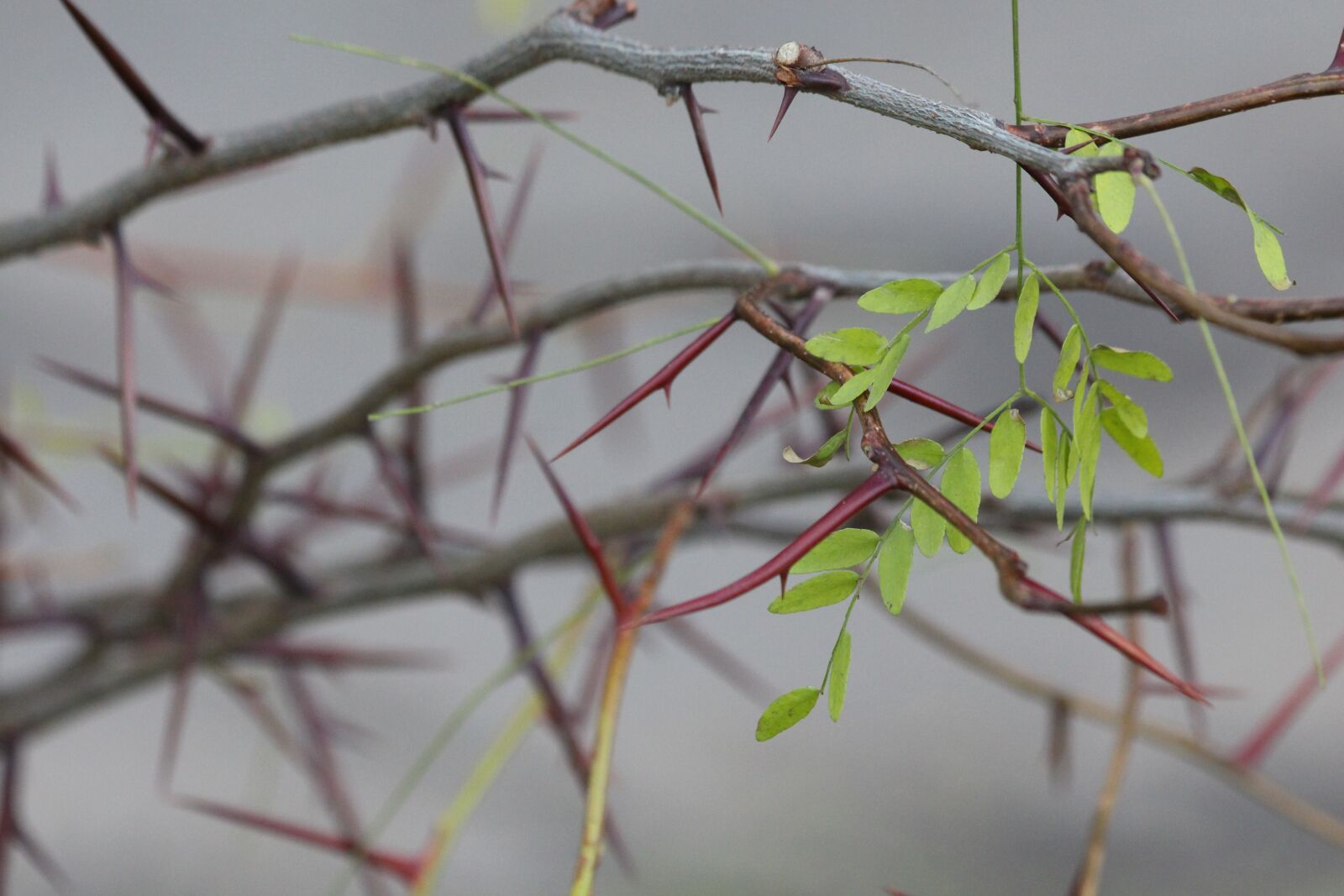 Canon EOS 650D (EOS Rebel T4i / EOS Kiss X6i) sample photo. Acacia, tree, plant photography