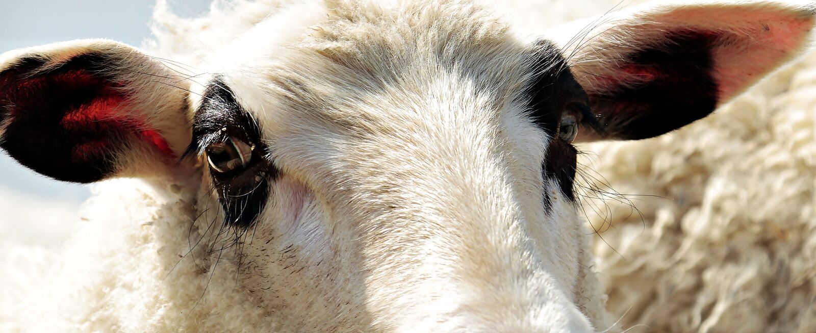 Canon EOS 100D (EOS Rebel SL1 / EOS Kiss X7) sample photo. Sheep, livestock, animal photography