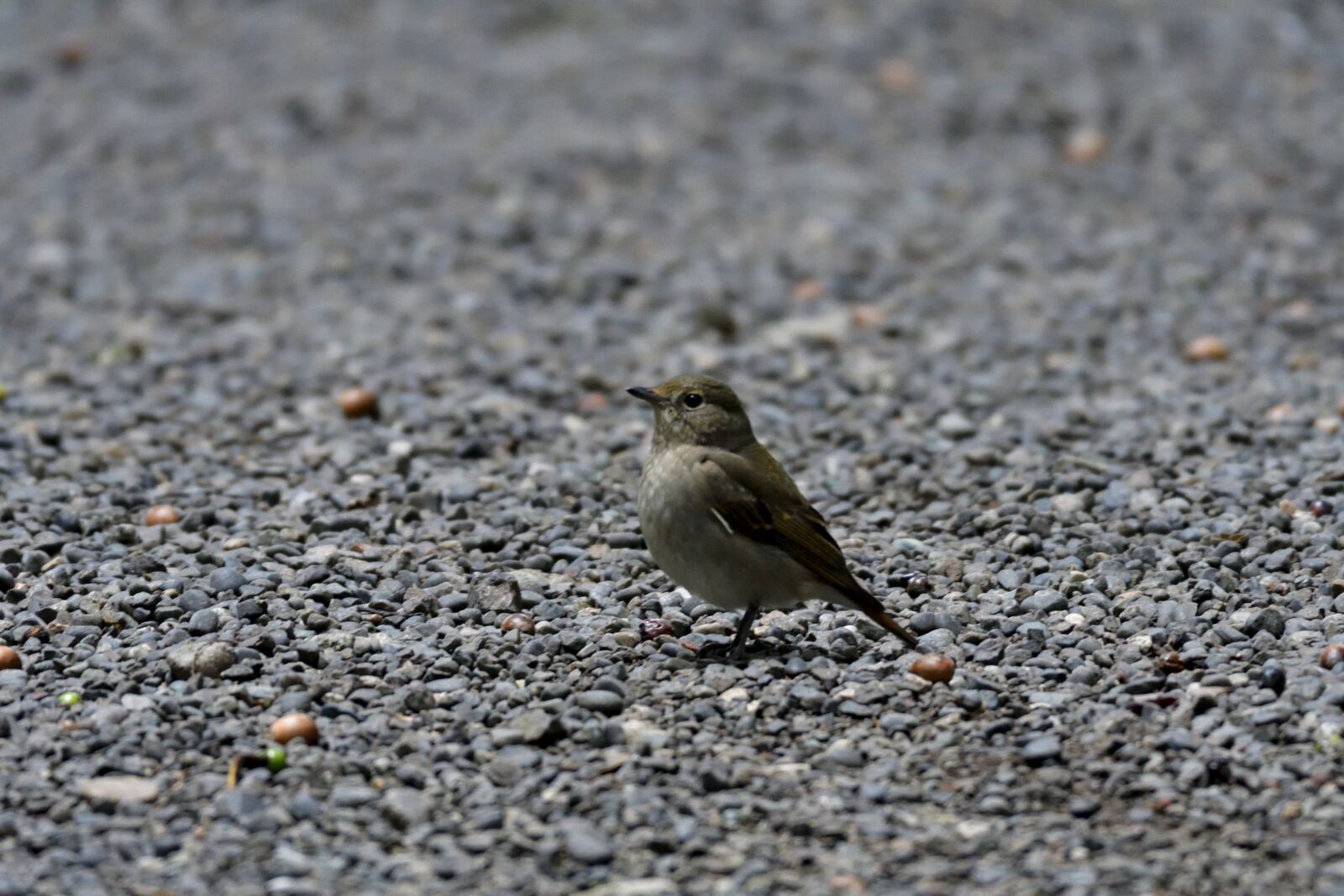 Nikon D500 sample photo. Natural, bird, wild animals photography