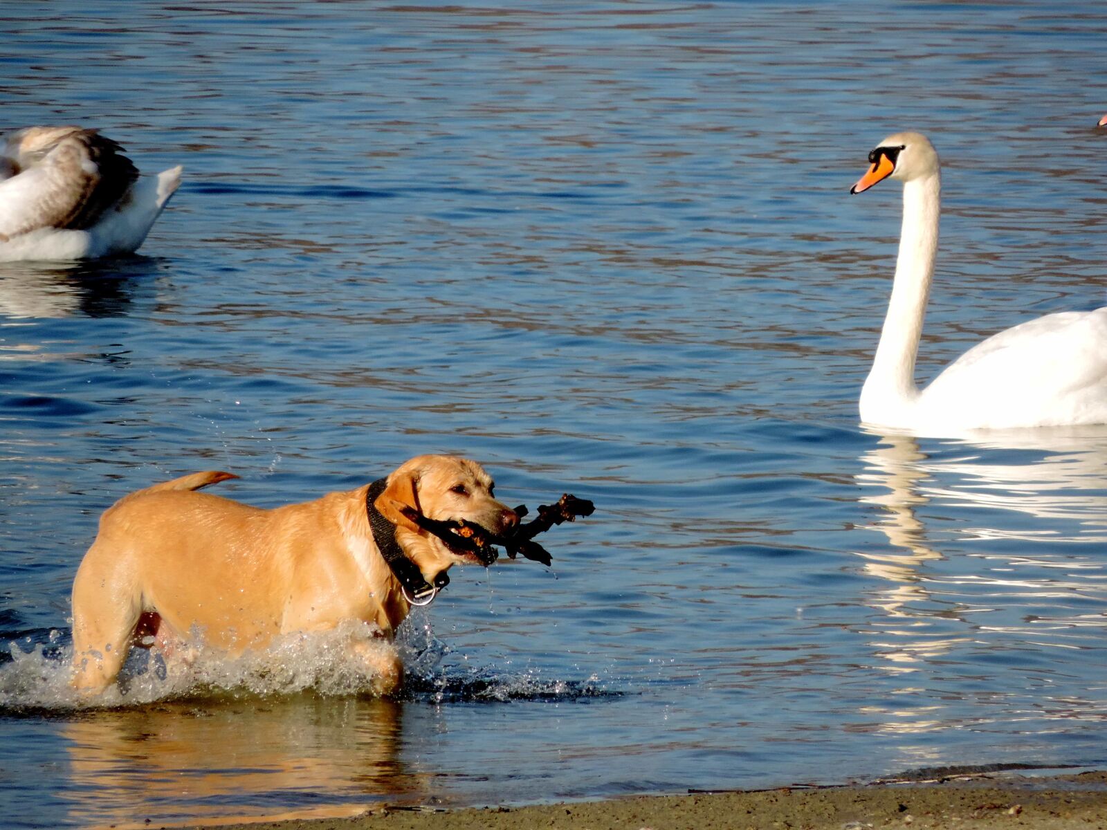 Nikon Coolpix P520 sample photo. Hunting dog, bird, waterfowl photography