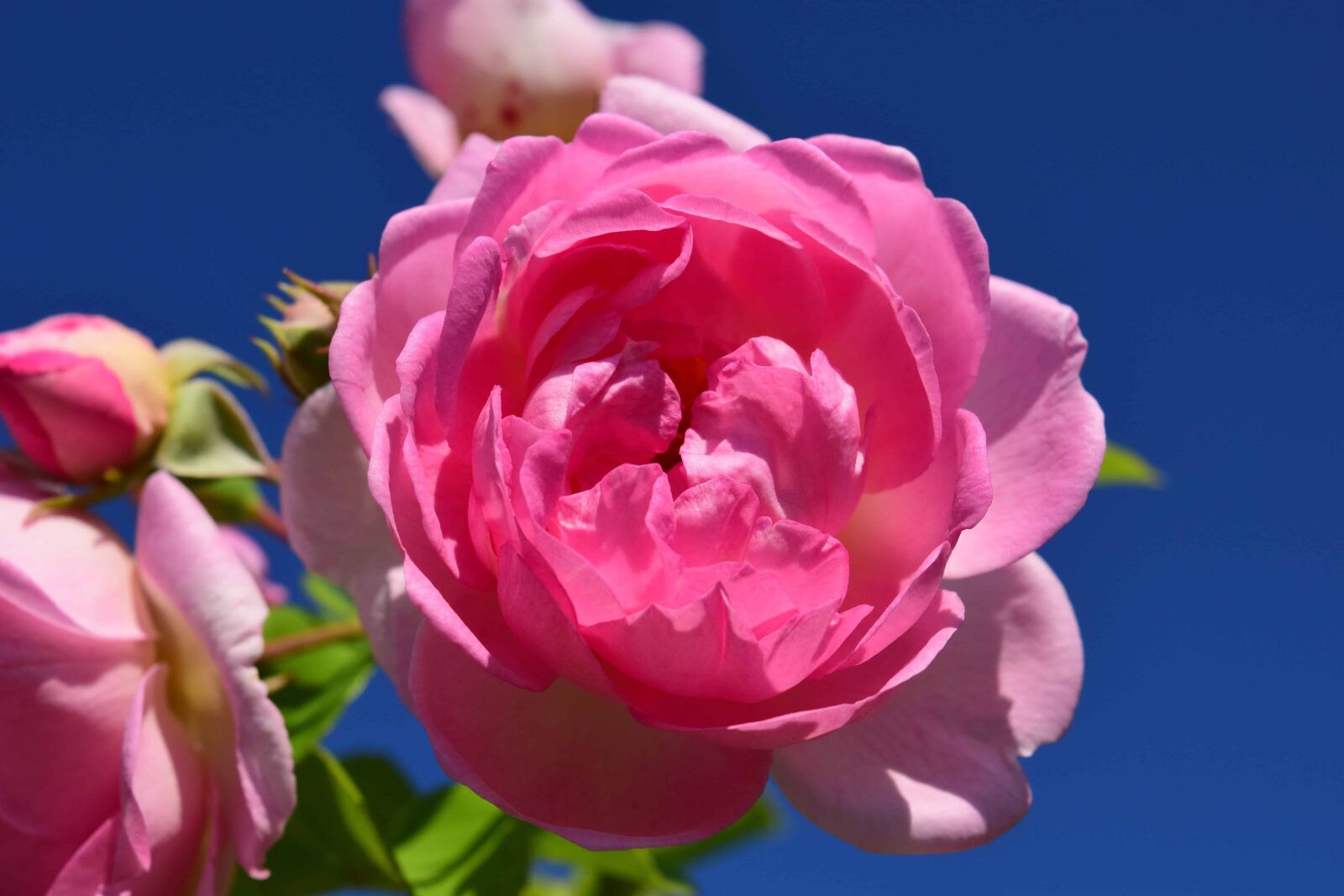 Nikon D3300 sample photo. Rose, leaf, blue sky photography