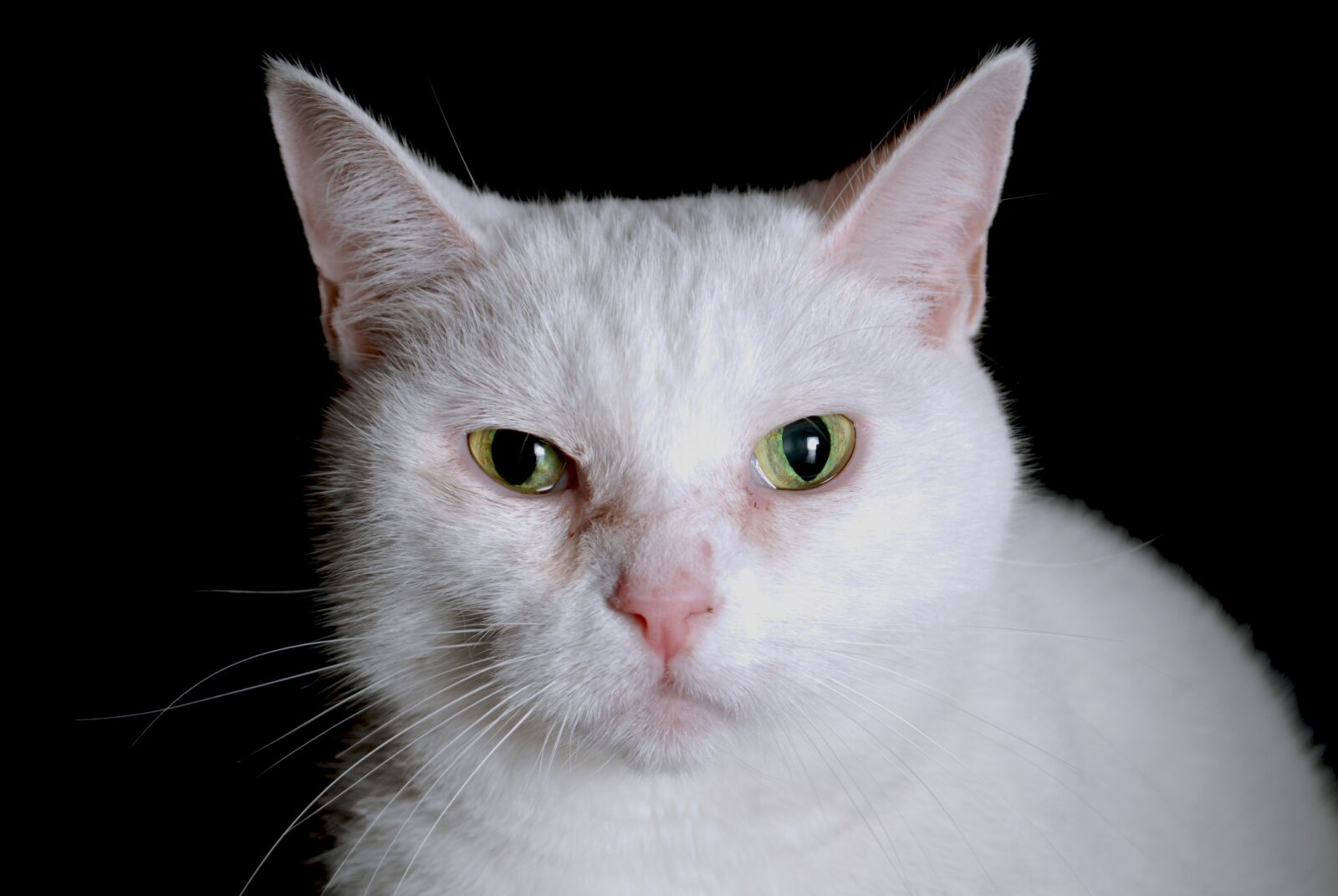 Nikon D60 sample photo. Cat, pet, animal photography