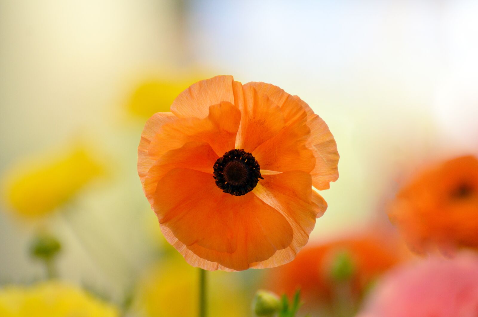 Nikon D7000 sample photo. Flower, flora, nature photography