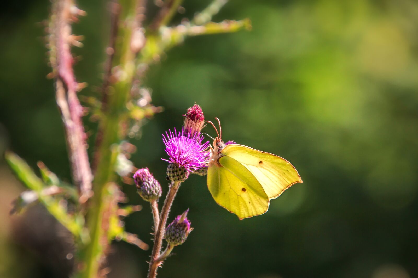 Canon EOS 60D sample photo. Gonepteryx rhamni, butterfly, animal photography