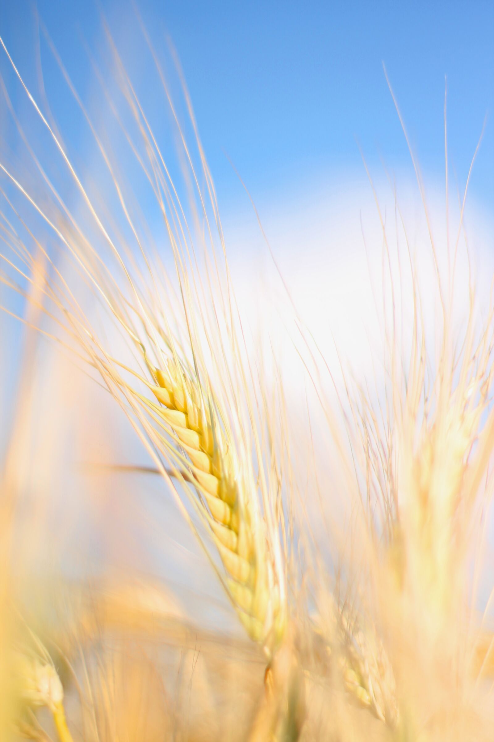 Canon EOS 1100D (EOS Rebel T3 / EOS Kiss X50) sample photo. Wheat, field, sky photography