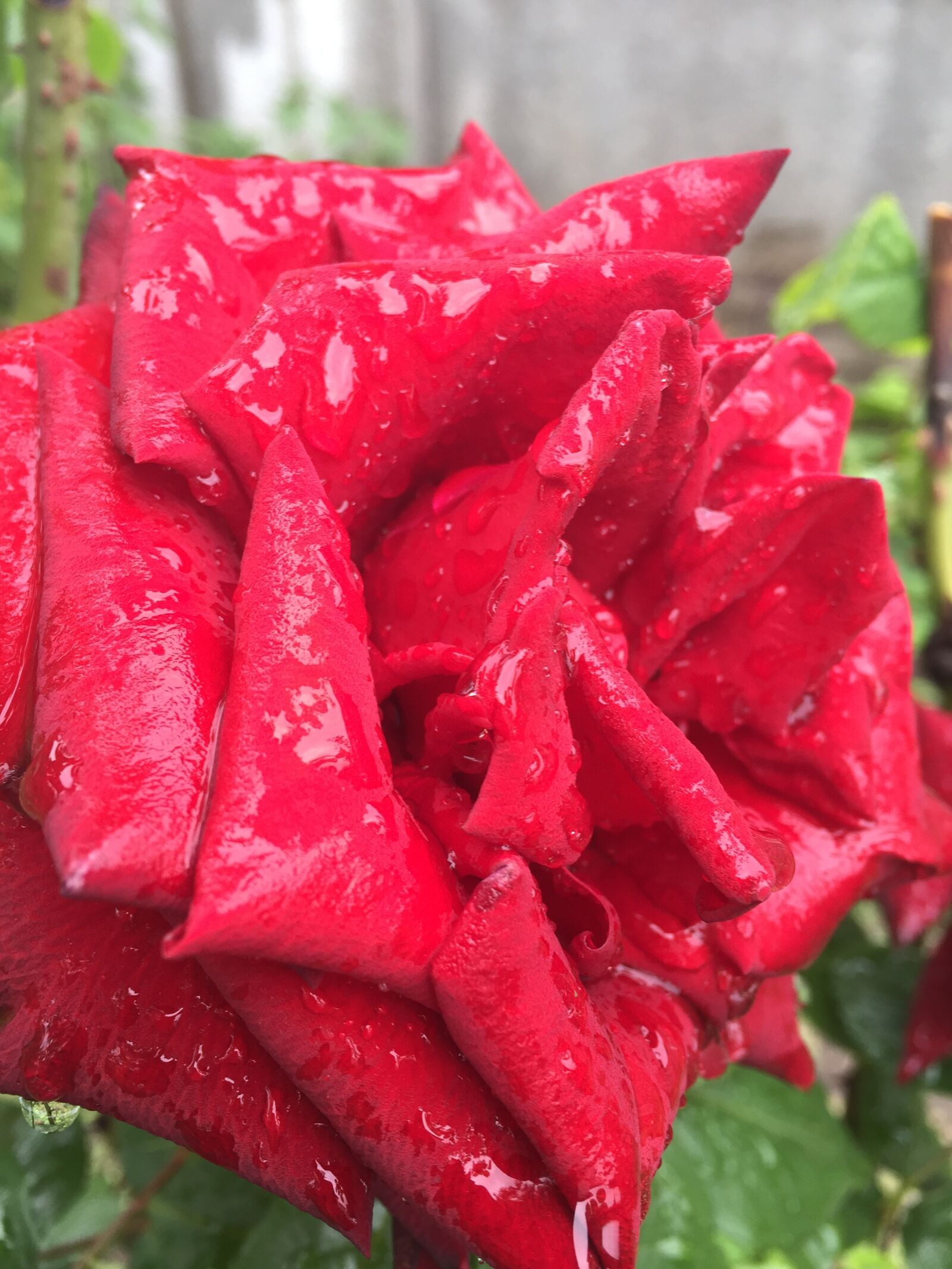 Apple iPhone 6 sample photo. Rose, after the rain photography
