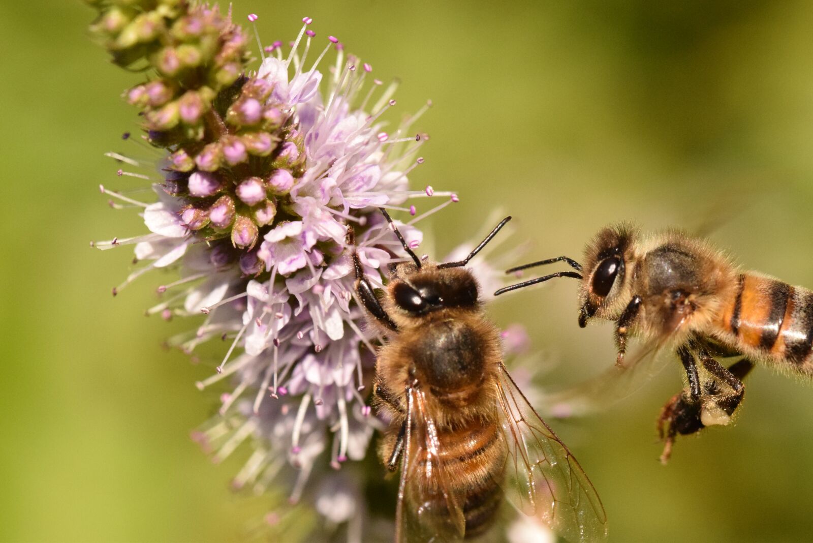 Nikon D5300 sample photo. Bees, forage, macro photography