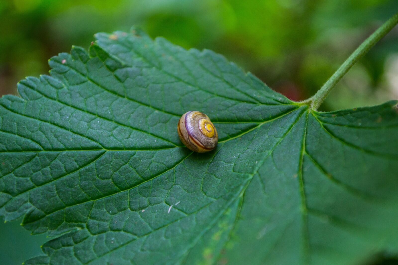 Nikon D3100 sample photo. Leaf, snail, close up photography