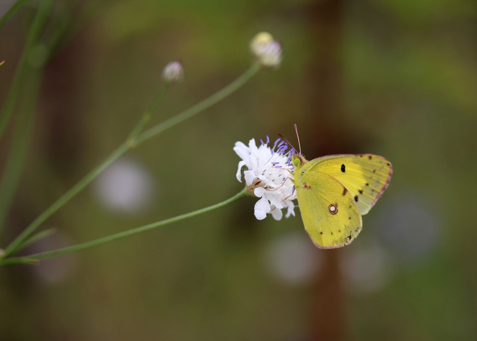 Canon EF-S 60mm F2.8 Macro USM sample photo. Butterfly, yellow, flower photography