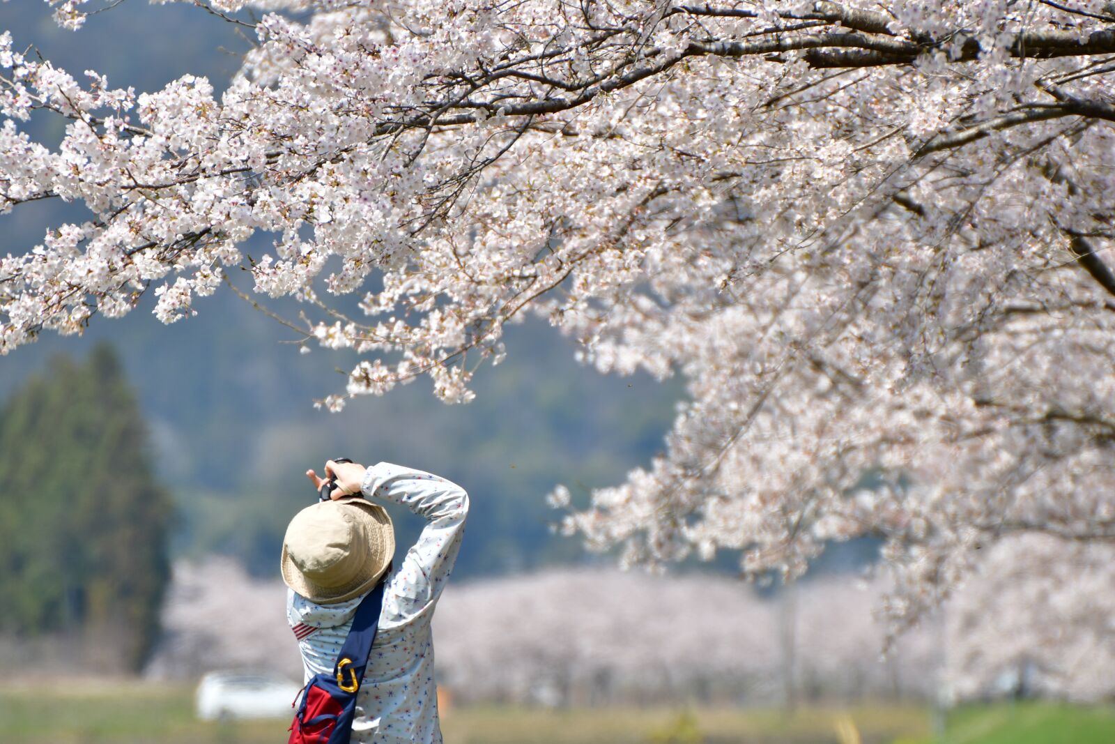 Nikon D500 sample photo. Cherry blossoms, landscape, spring photography