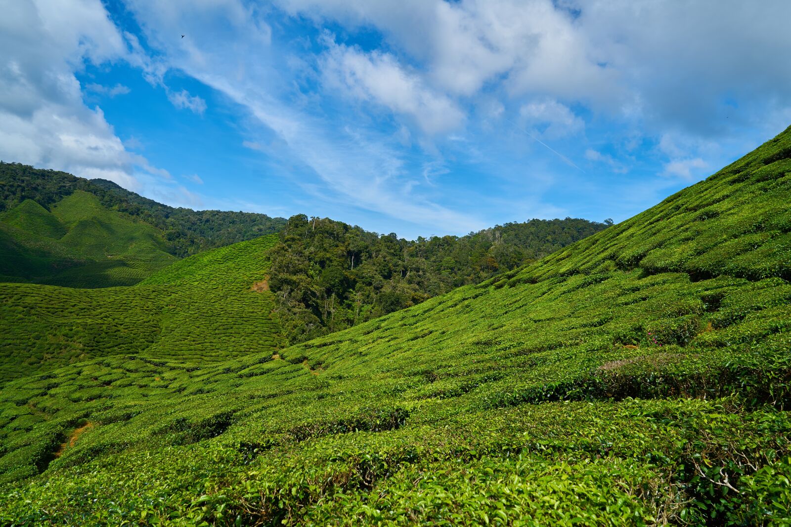 Sony a7R II sample photo. Tea, plant, green photography