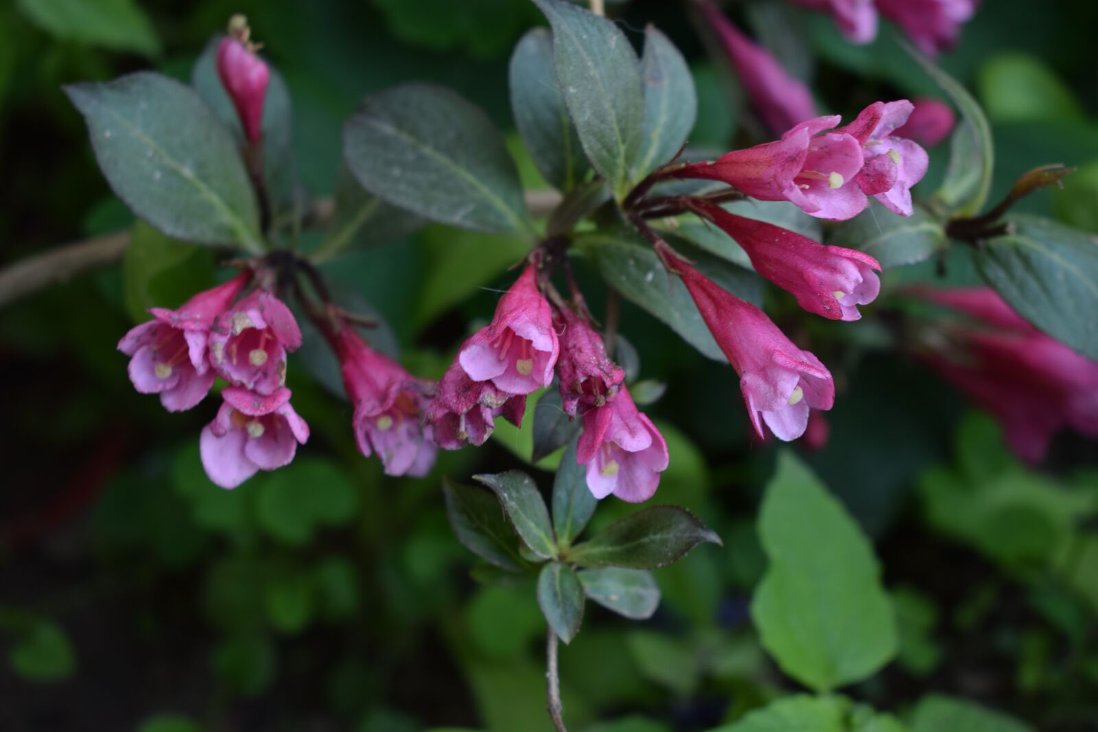 Nikon D5300 sample photo. Flowers, green, natural photography
