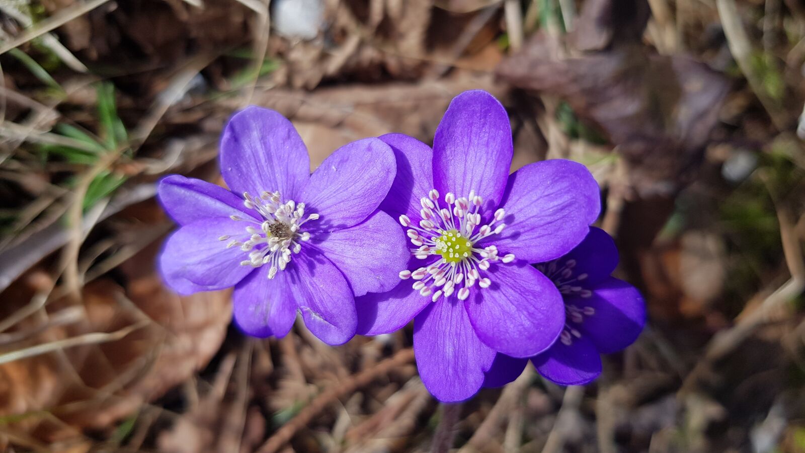 Samsung Galaxy S8+ sample photo. Flowers, spring, plant photography