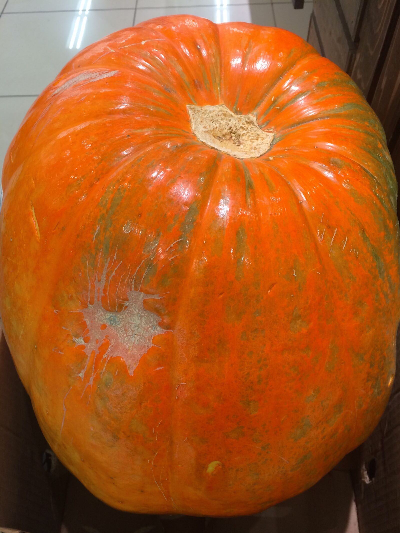 iPhone 5s back camera 4.15mm f/2.2 sample photo. Very big, pumpkin, huge photography
