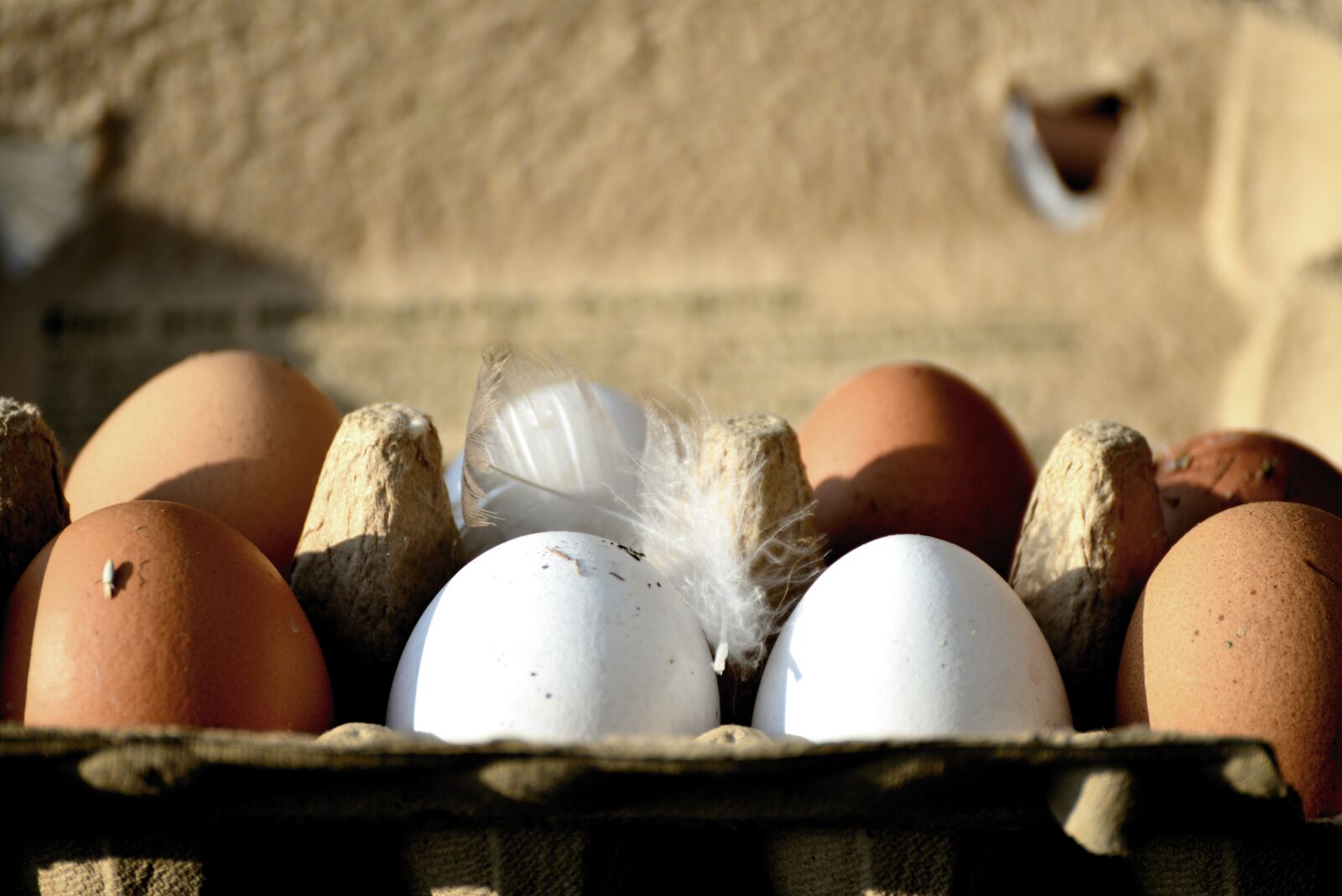 Nikon D610 sample photo. Egg, hen's egg, bio photography
