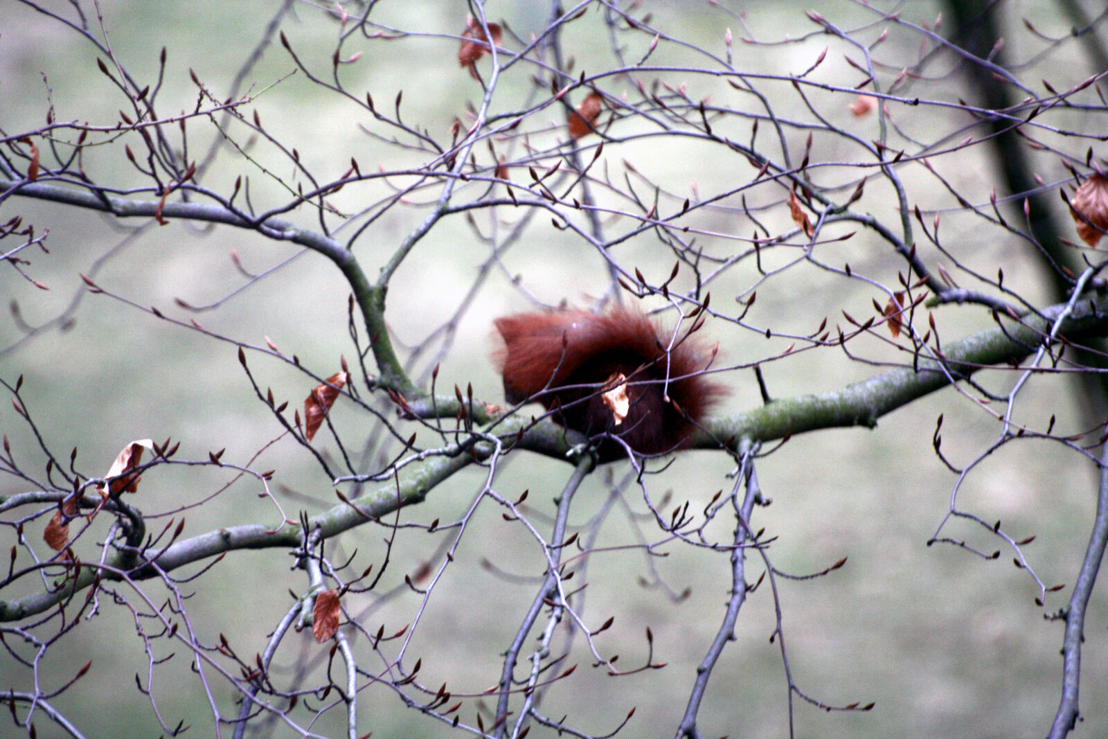 Canon EOS 1000D (EOS Digital Rebel XS / EOS Kiss F) sample photo. Animals, hamburg, squirrel photography