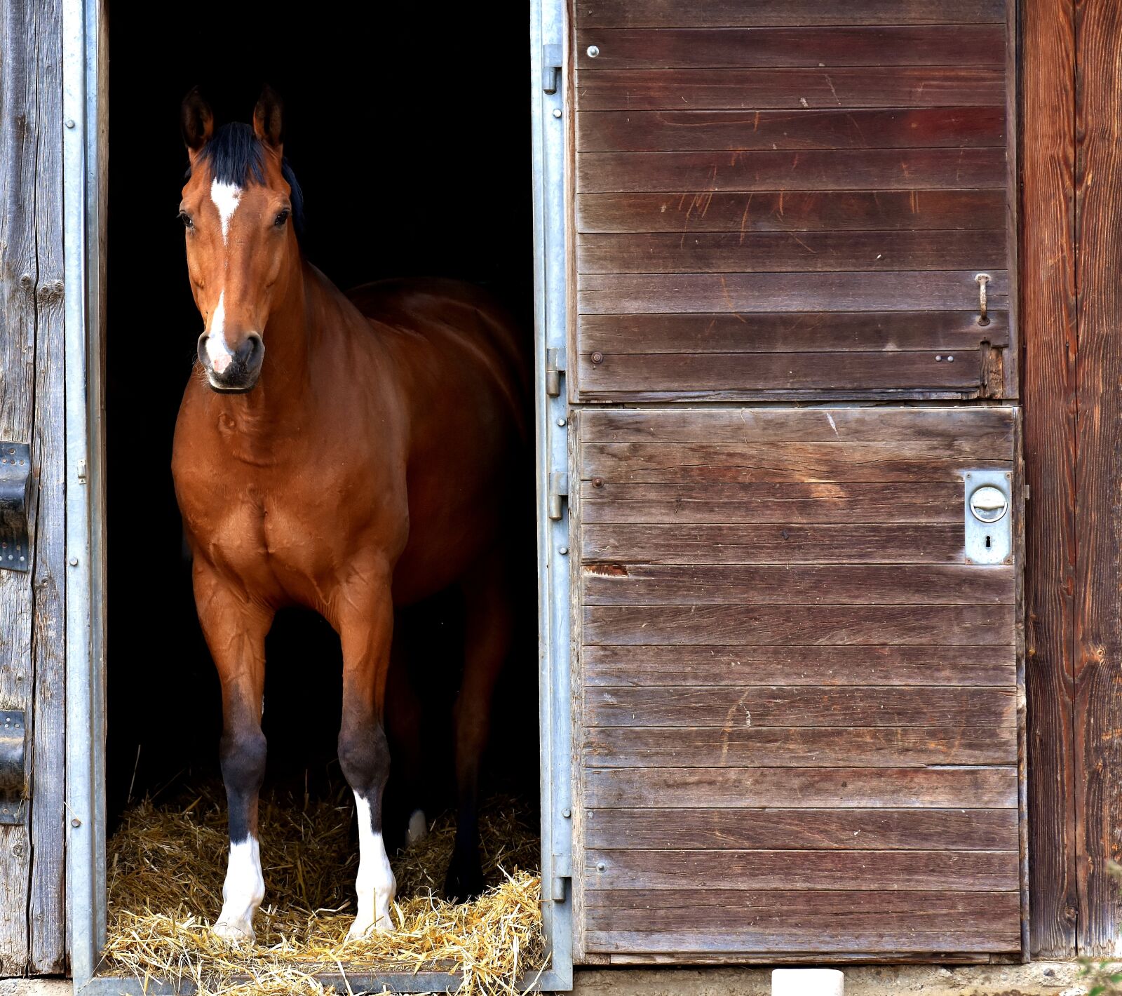 Nikon D7200 sample photo. Horse, brown, stall photography