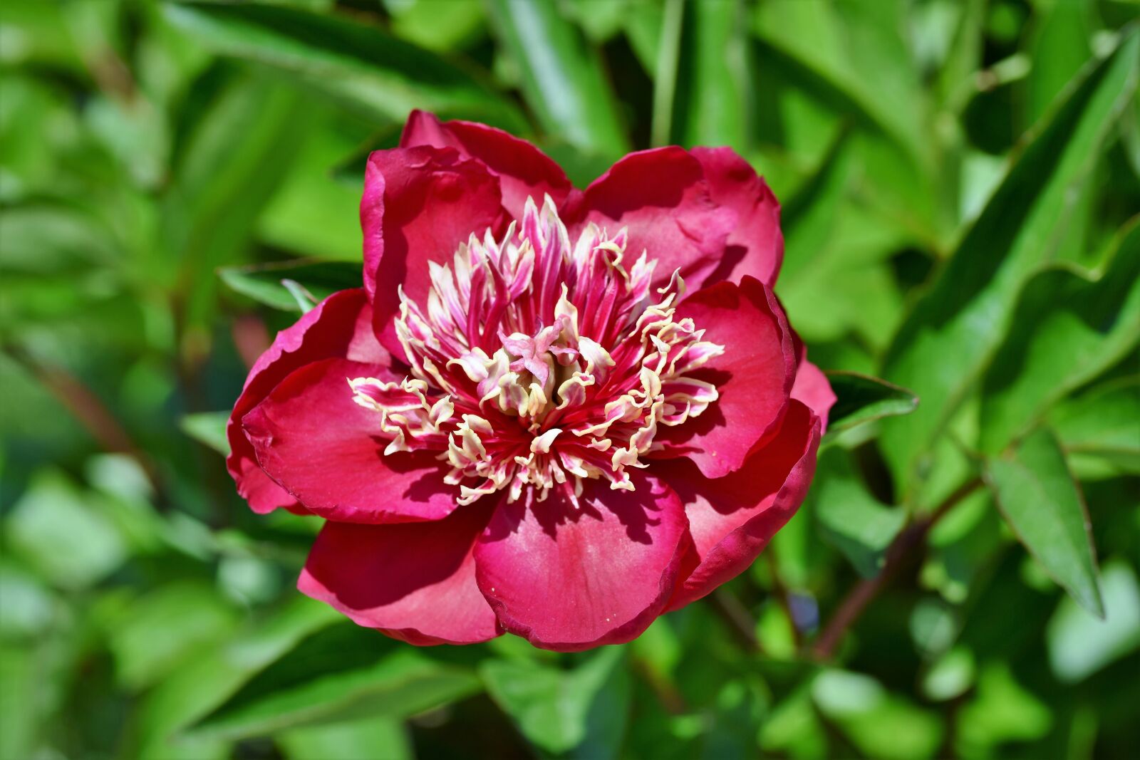 Nikon D7200 sample photo. Peony, rose, bud photography