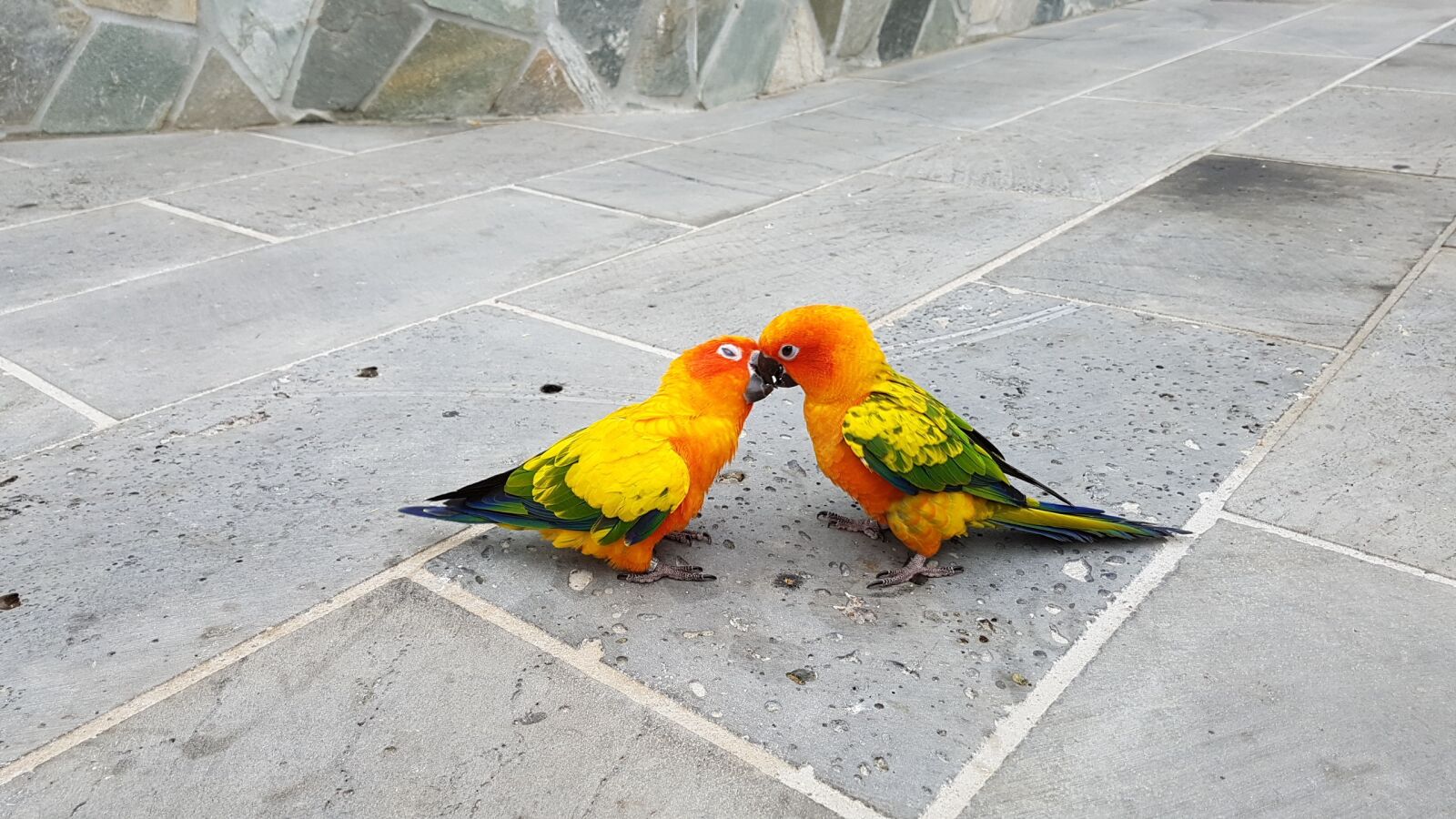 Samsung Galaxy S7 sample photo. Parrots, small parrot, fight photography