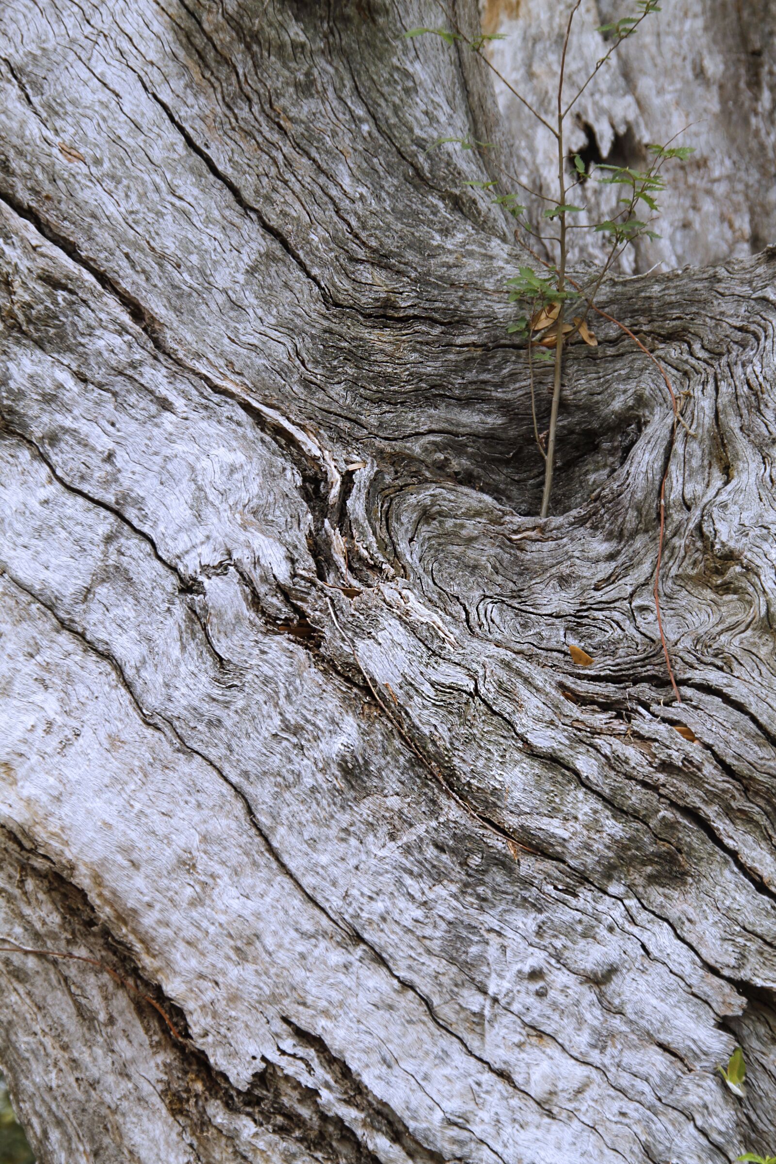 Canon EOS 7D sample photo. Tree, bark, rough photography