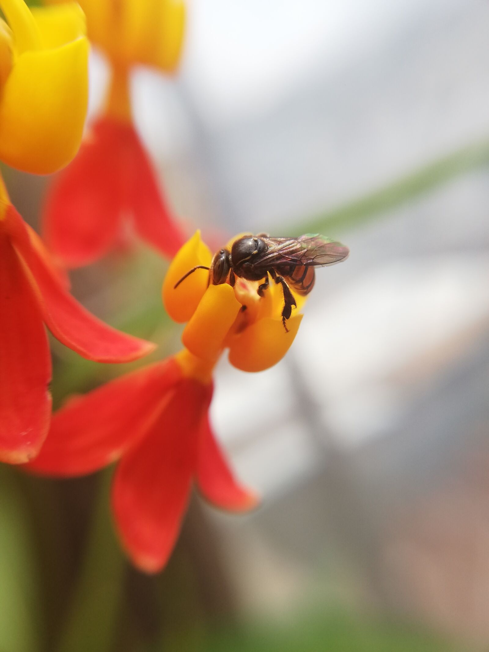 HUAWEI P20 lite sample photo. Macro, bee, insects photography
