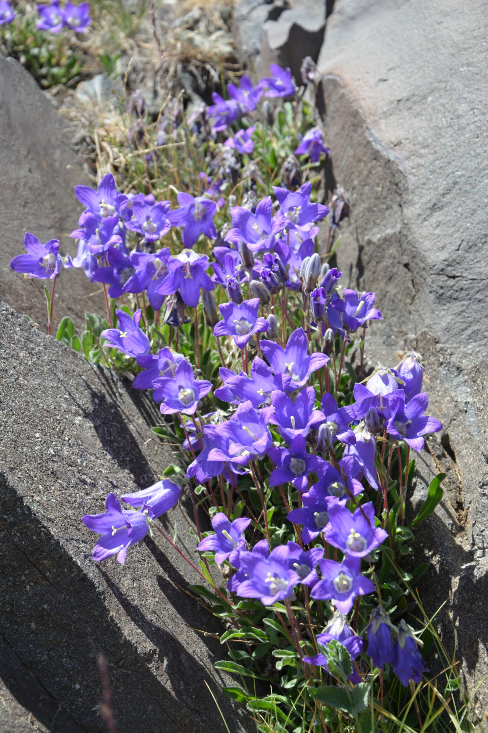 Nikon D7100 sample photo. Flower, nature, macro photography