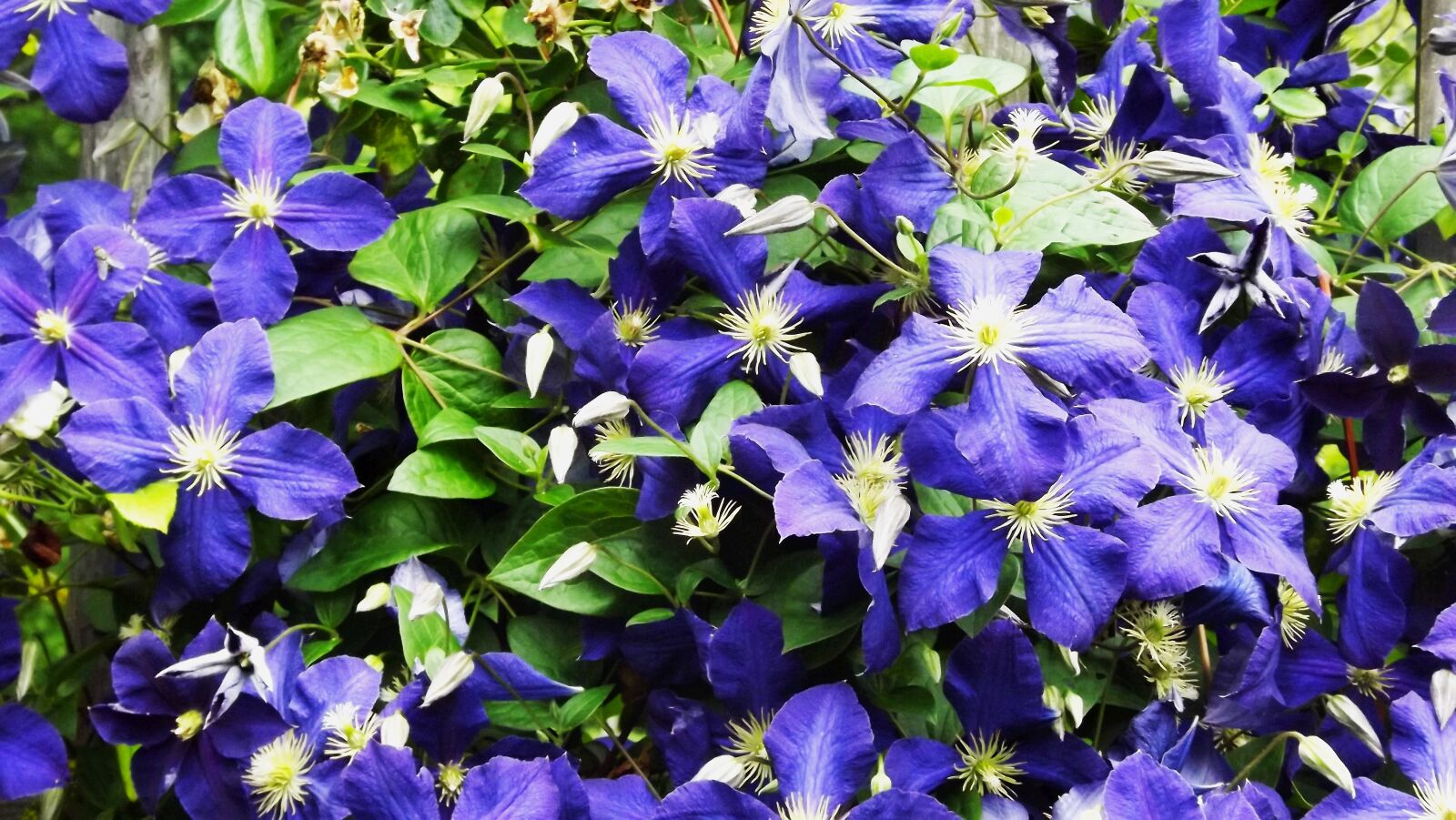 Fujifilm FinePix S3400 sample photo. Vegetation, flowers, garden flowers photography