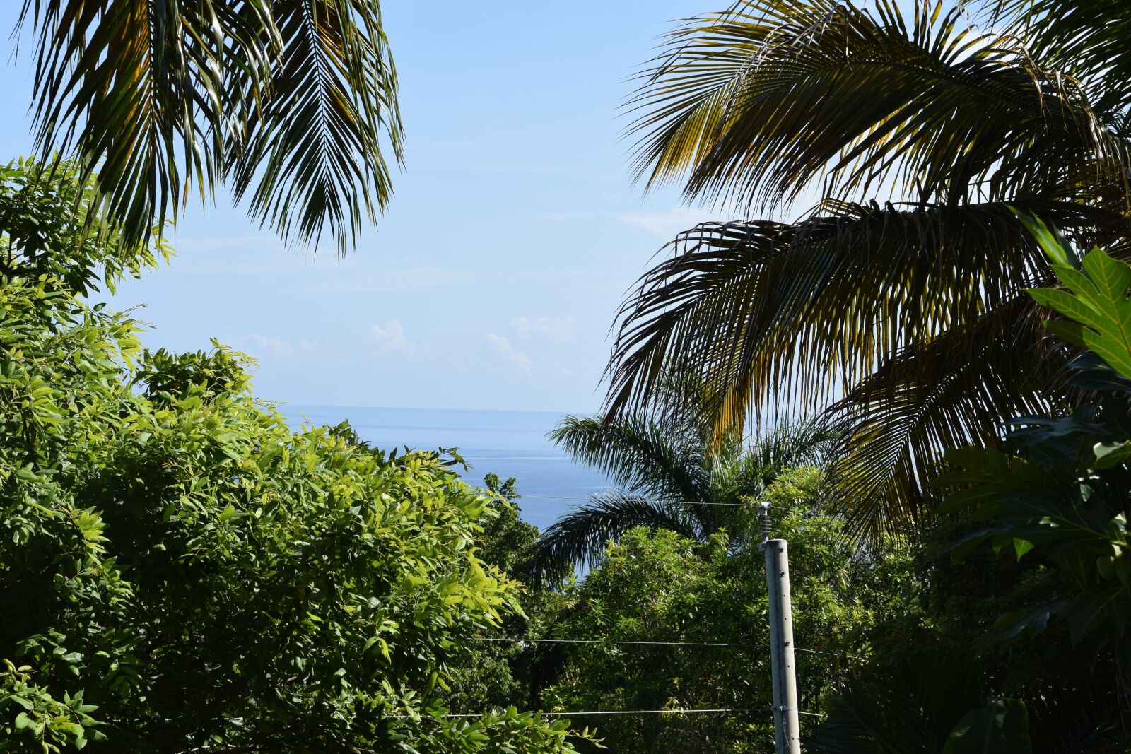 Nikon D5300 sample photo. Jamaica, vegetation, reggae photography