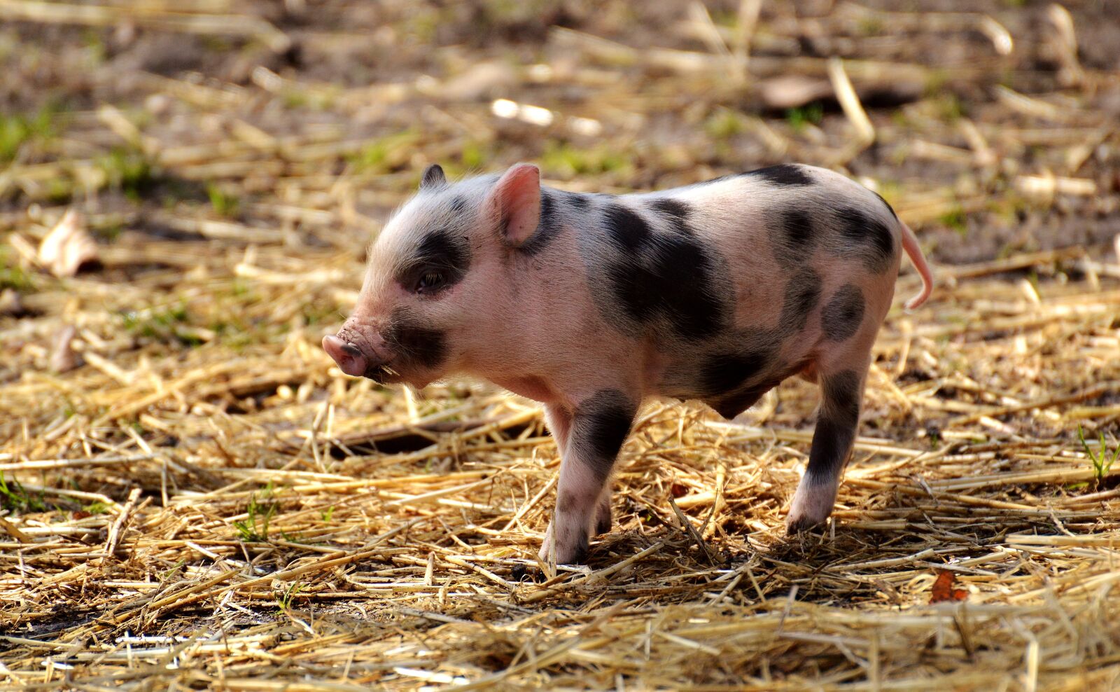 Nikon D3200 sample photo. Piglet, young animals, pig photography