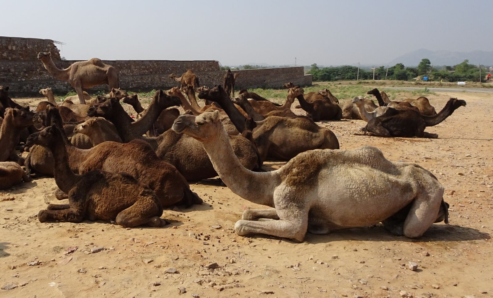 Sony Cyber-shot DSC-HX90V sample photo. Camel, pushkar, rajasthan photography