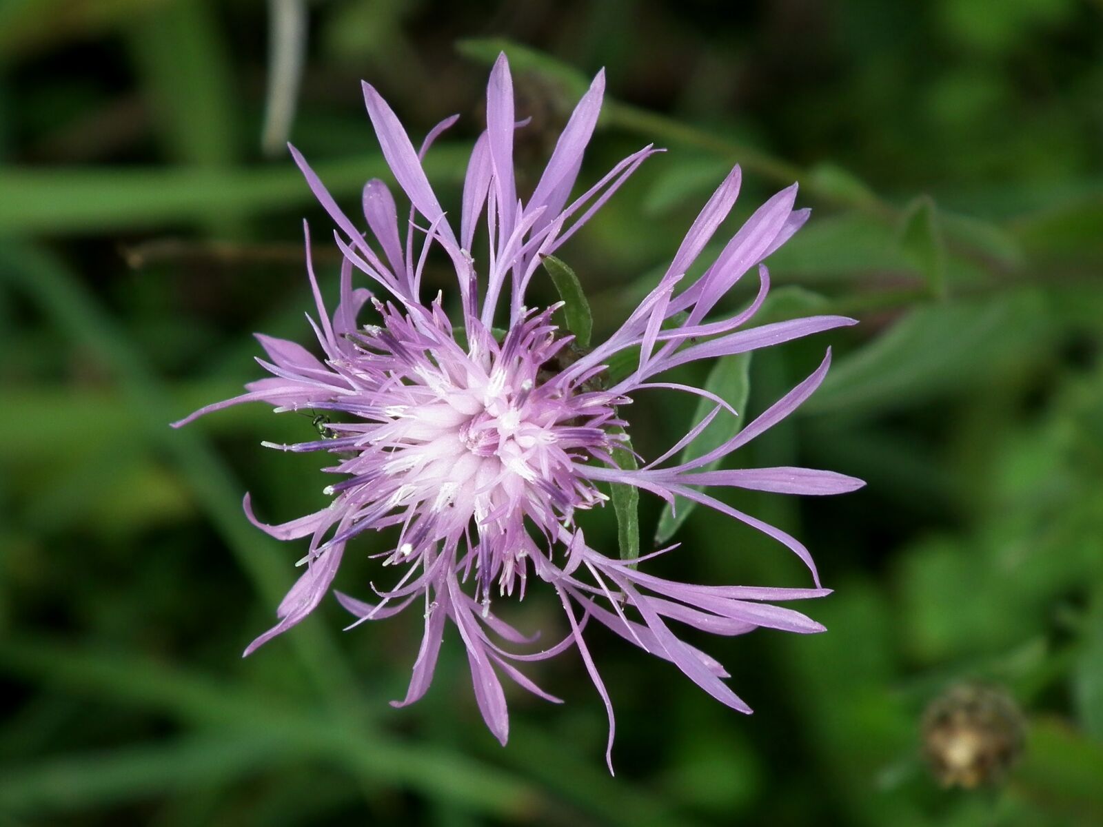 FujiFilm FinePix HS10 (FinePix HS11) sample photo. Meadow, purple, flower photography