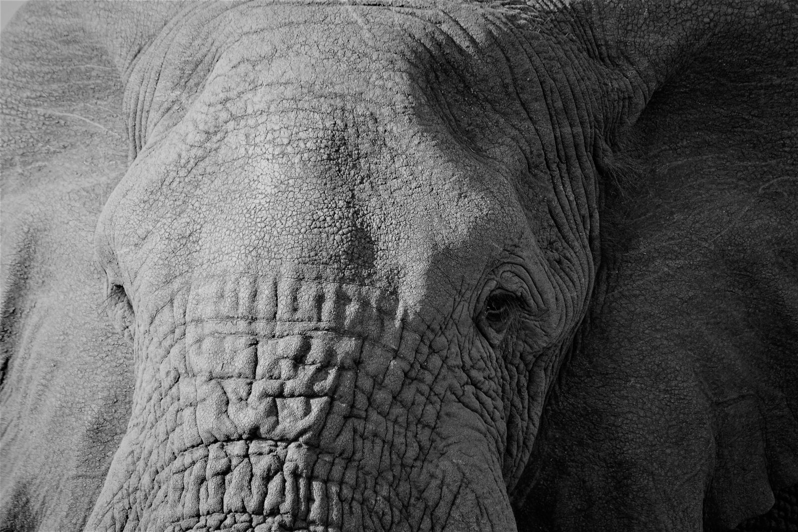 Sony E 55-210mm F4.5-6.3 OSS sample photo. Elephant, nature, wildlife photography