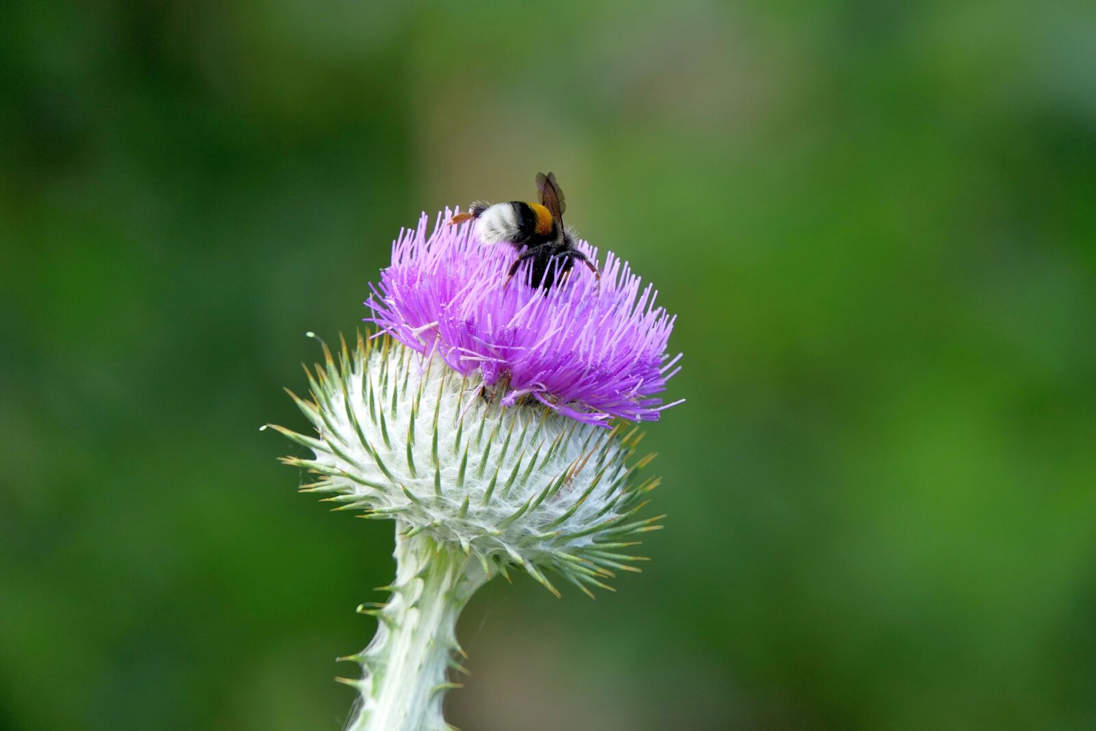 Panasonic Lumix DMC-FZ2500 (Lumix DMC-FZ2000) sample photo. Thistle, insect, nature photography