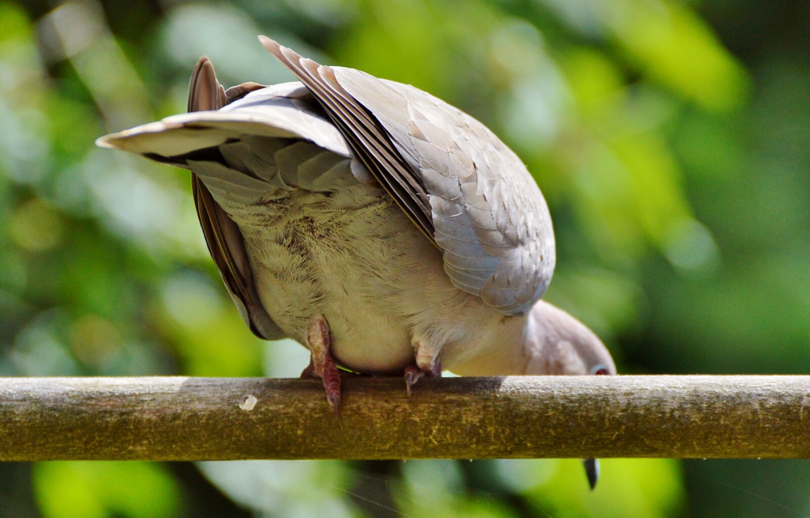 Nikon D3200 sample photo. Dove, collared, bird photography