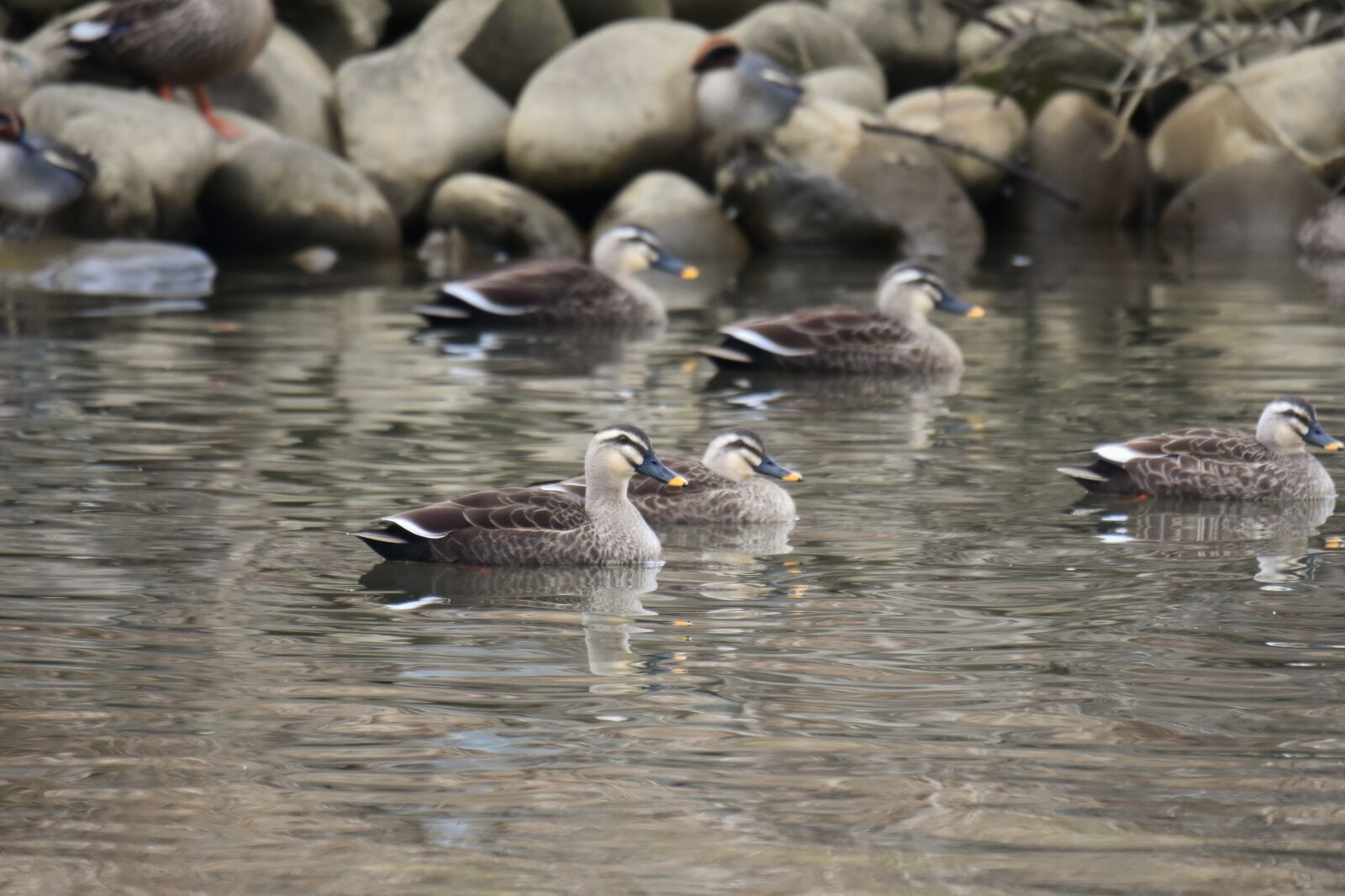 Nikon D7200 sample photo. Animal, river, waterside photography