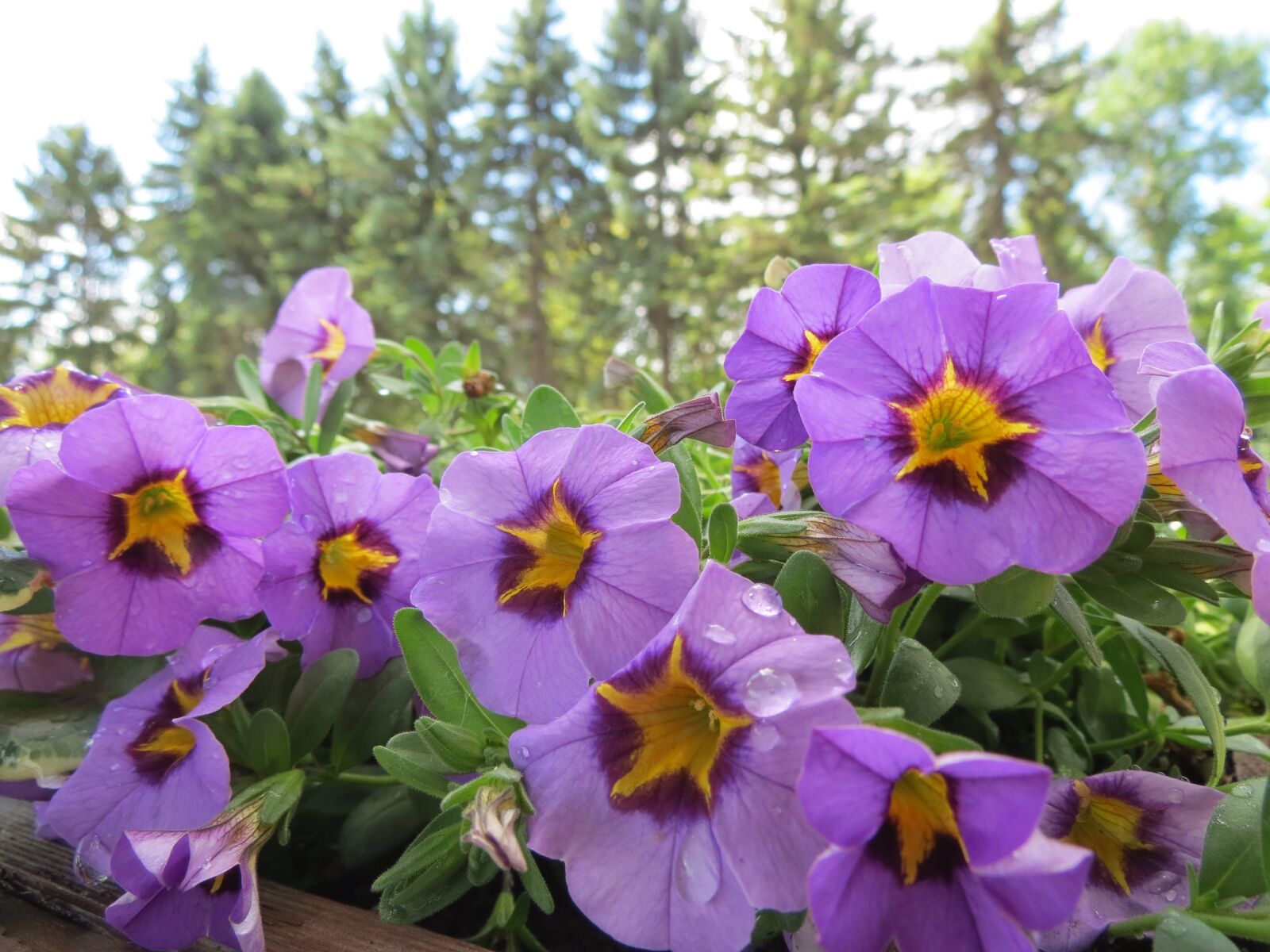 Canon PowerShot SX40 HS sample photo. Petunias, violet, blossom photography