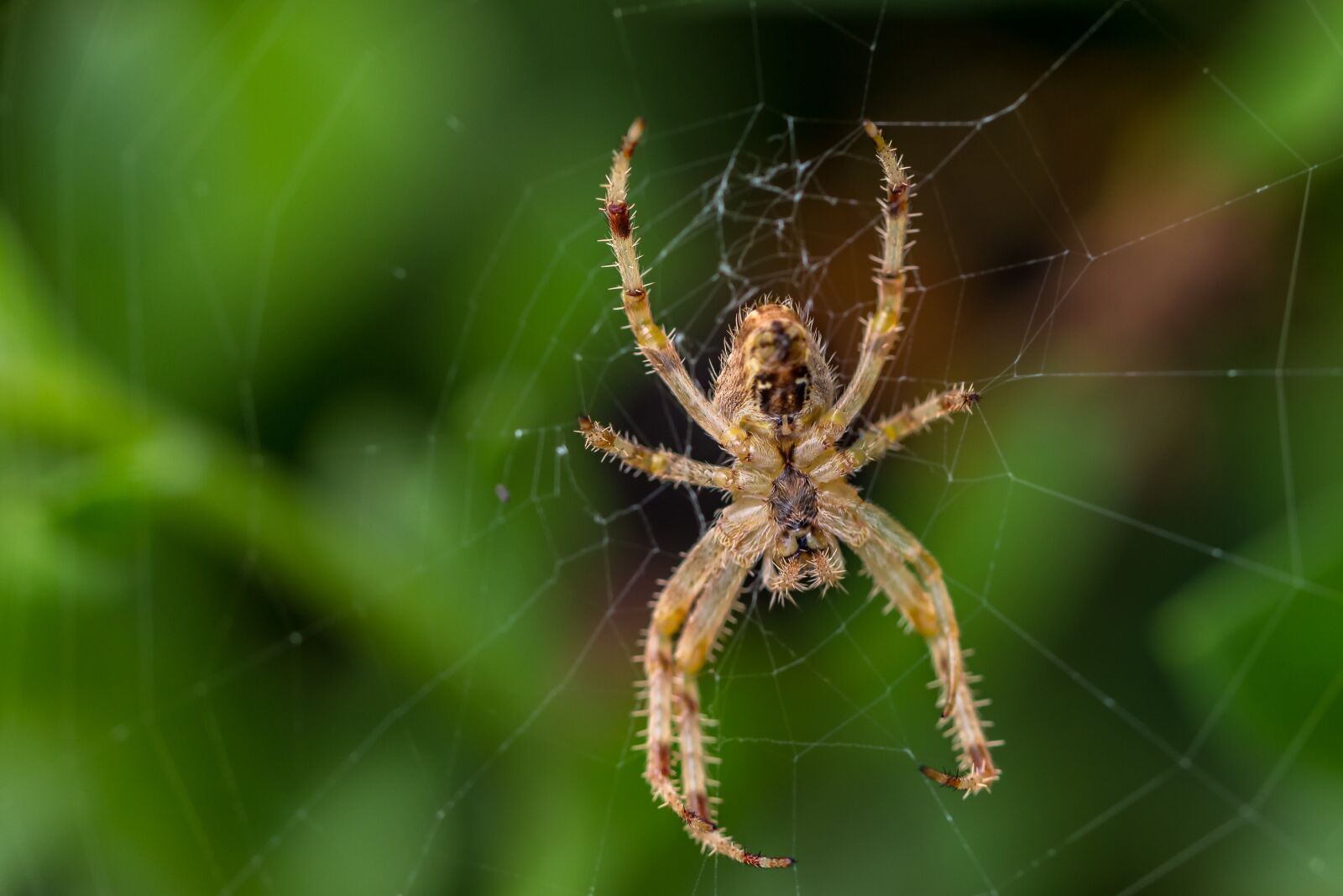 Canon EF 100mm F2.8L Macro IS USM sample photo. Spider, arachnid, spider web photography