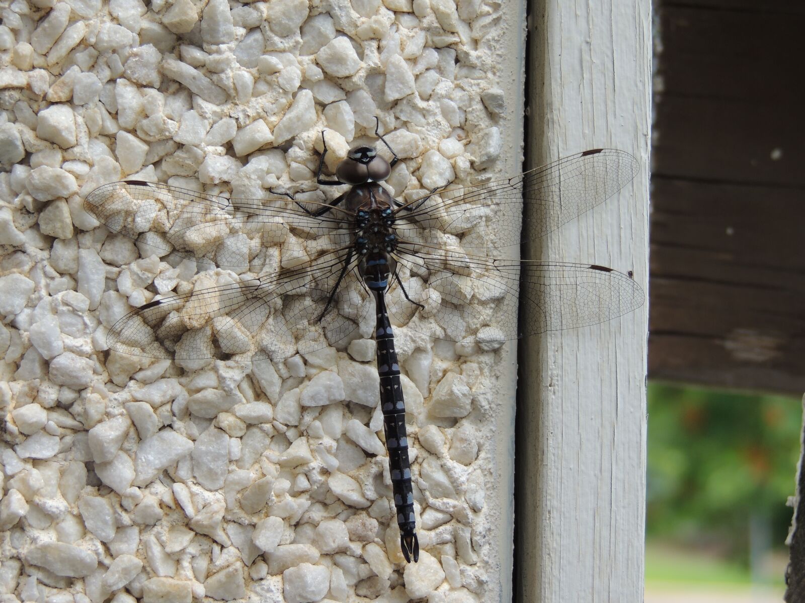 Nikon Coolpix P510 sample photo. Nature, dragonfly, flying insect photography
