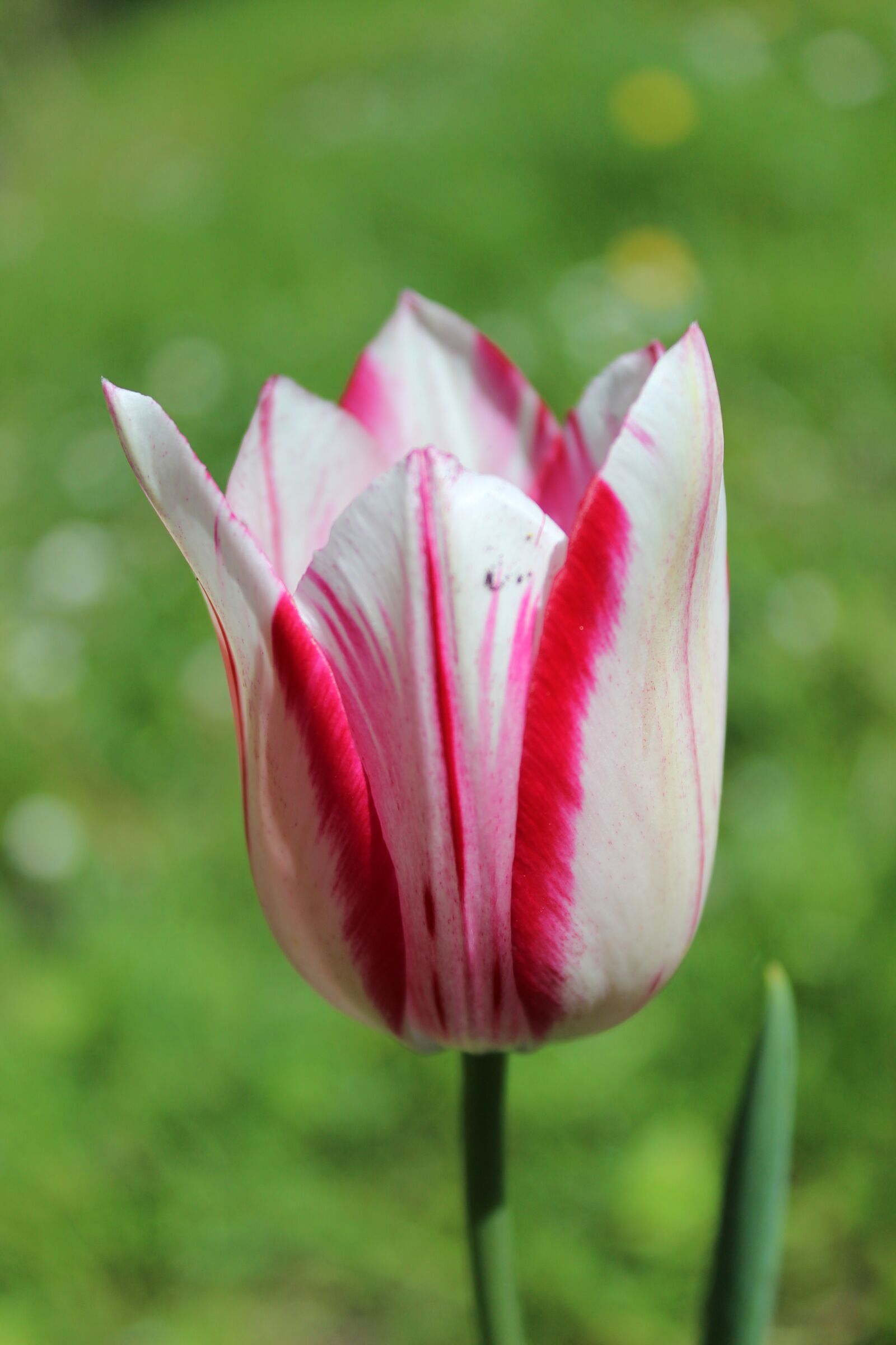 Canon EOS 600D (Rebel EOS T3i / EOS Kiss X5) sample photo. Tulip, flora, red white photography